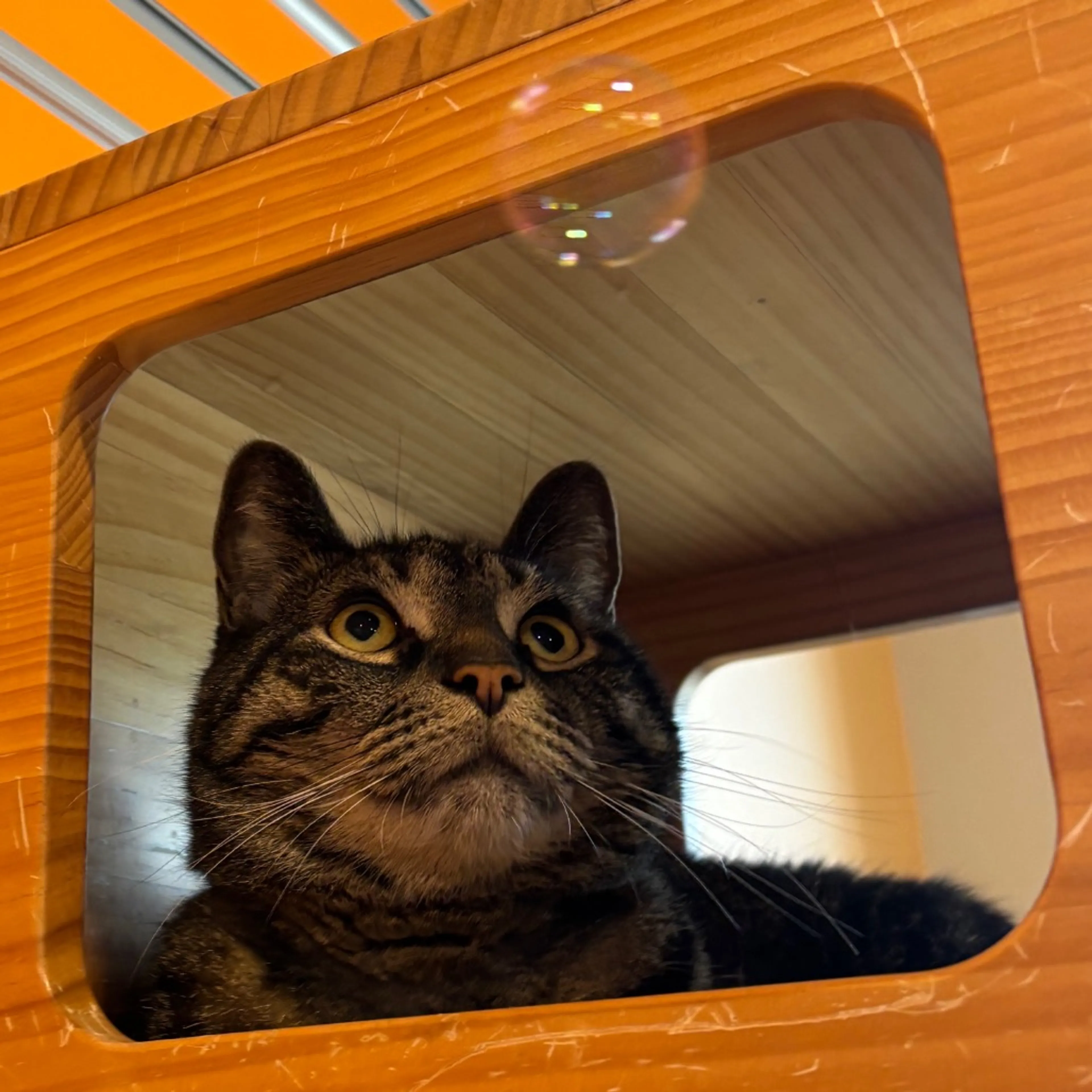 Found pet-3