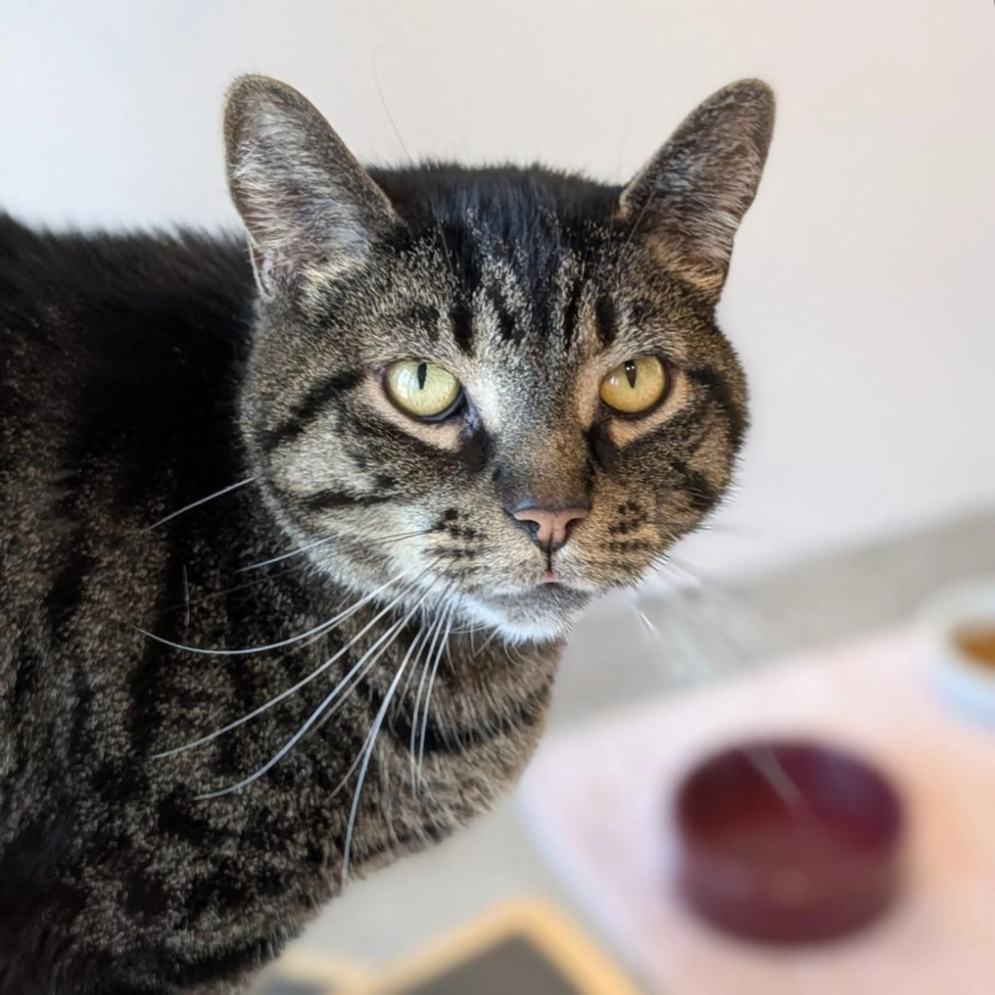 Found pet-7