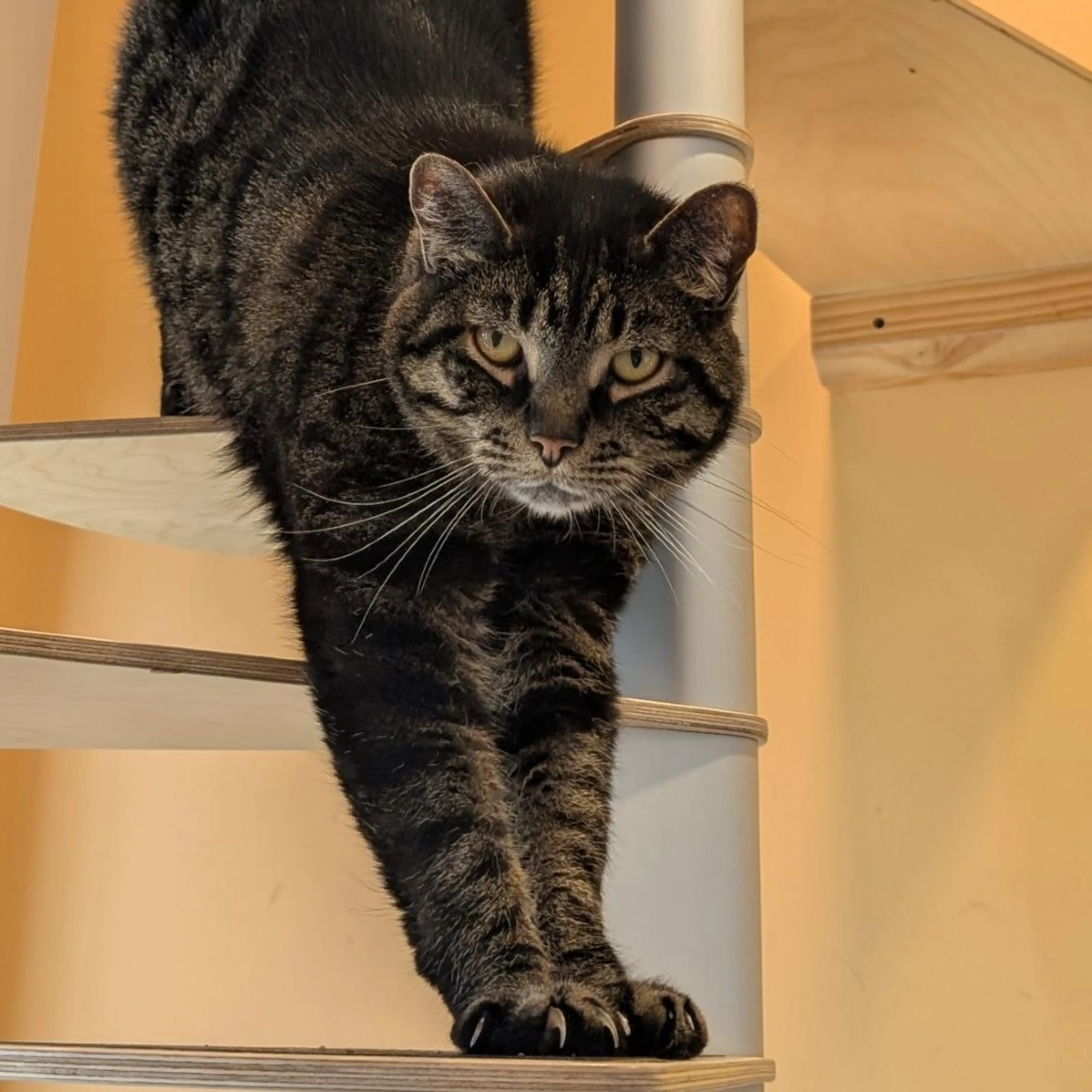 Found pet-6