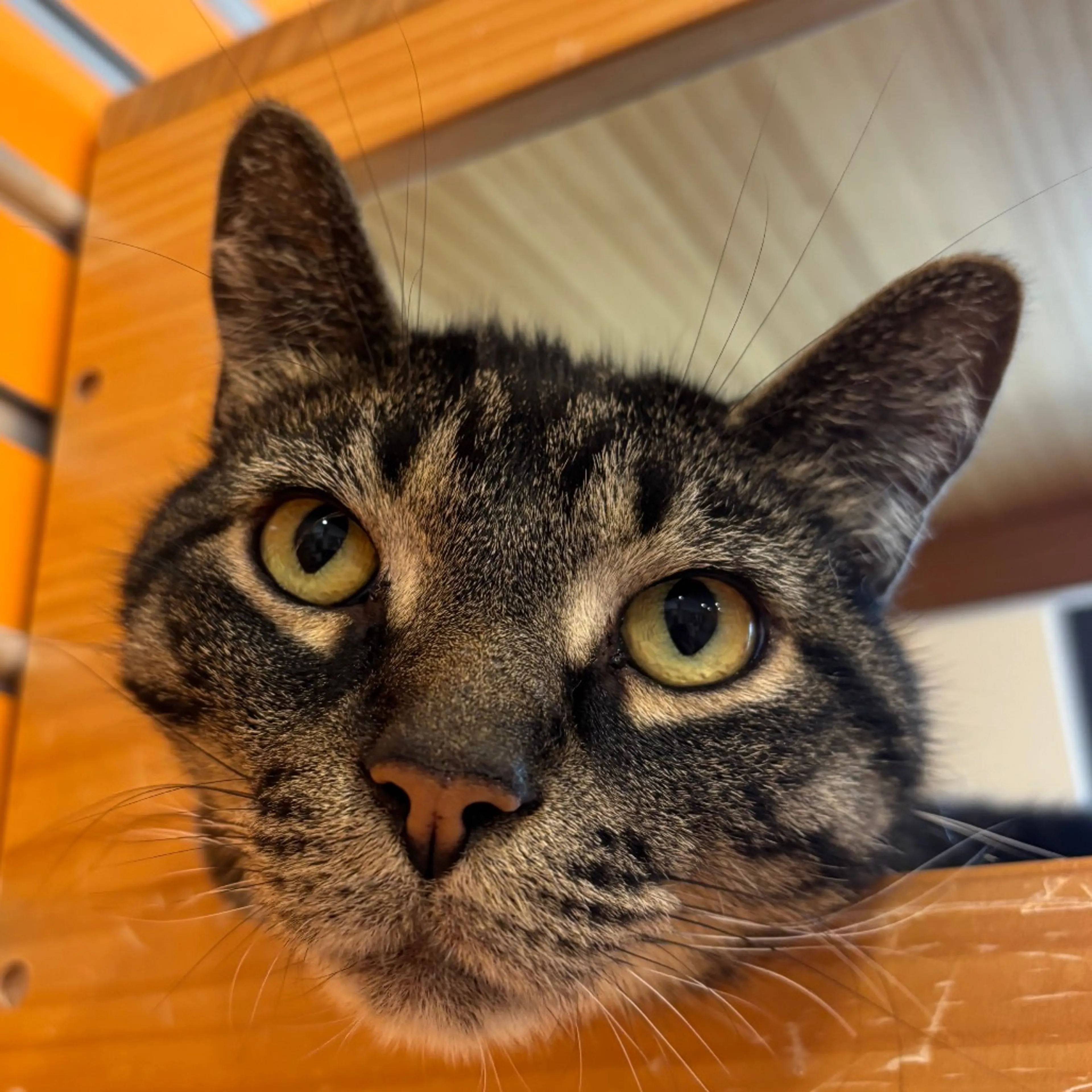 Found pet-2