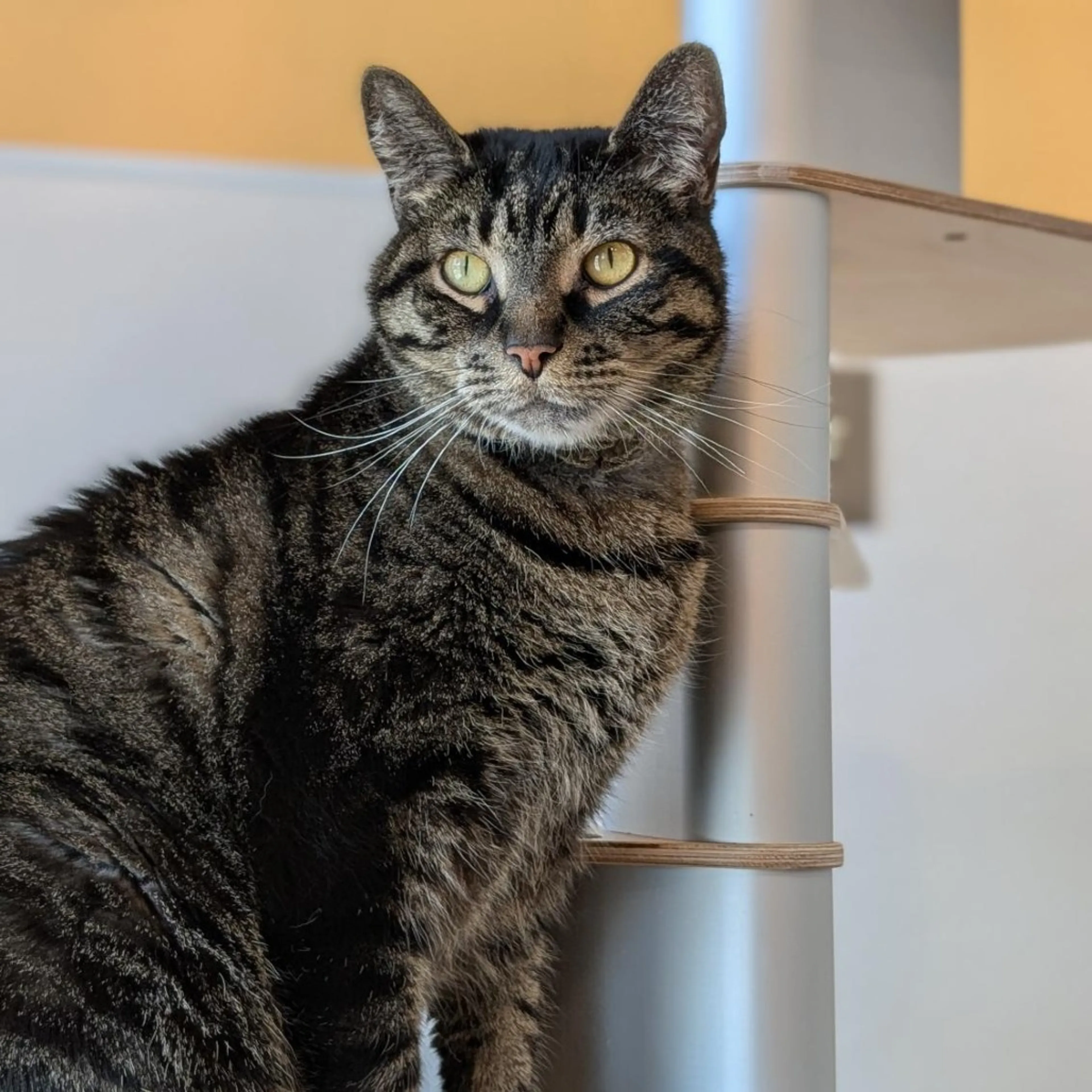 Found pet-0