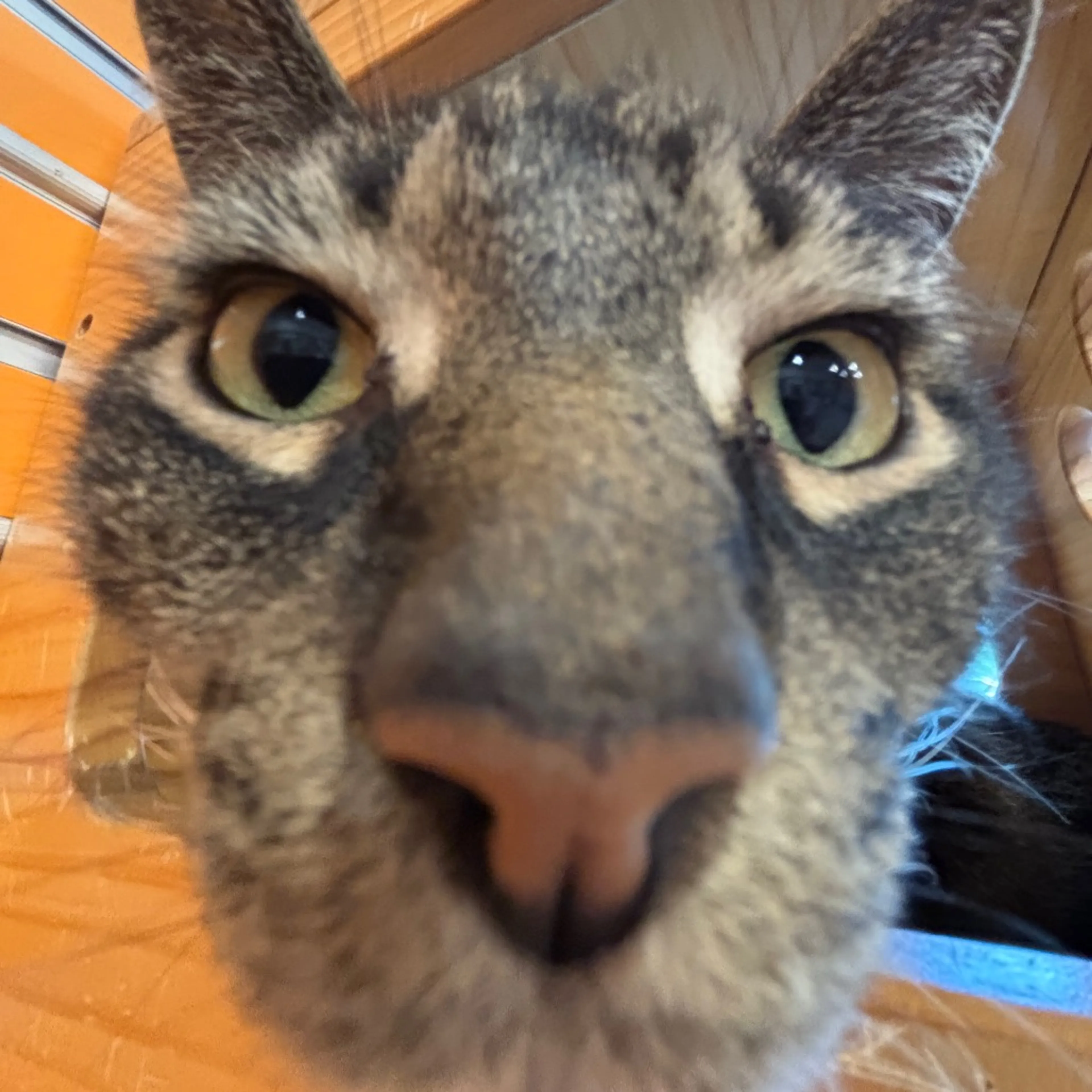 Found pet-4