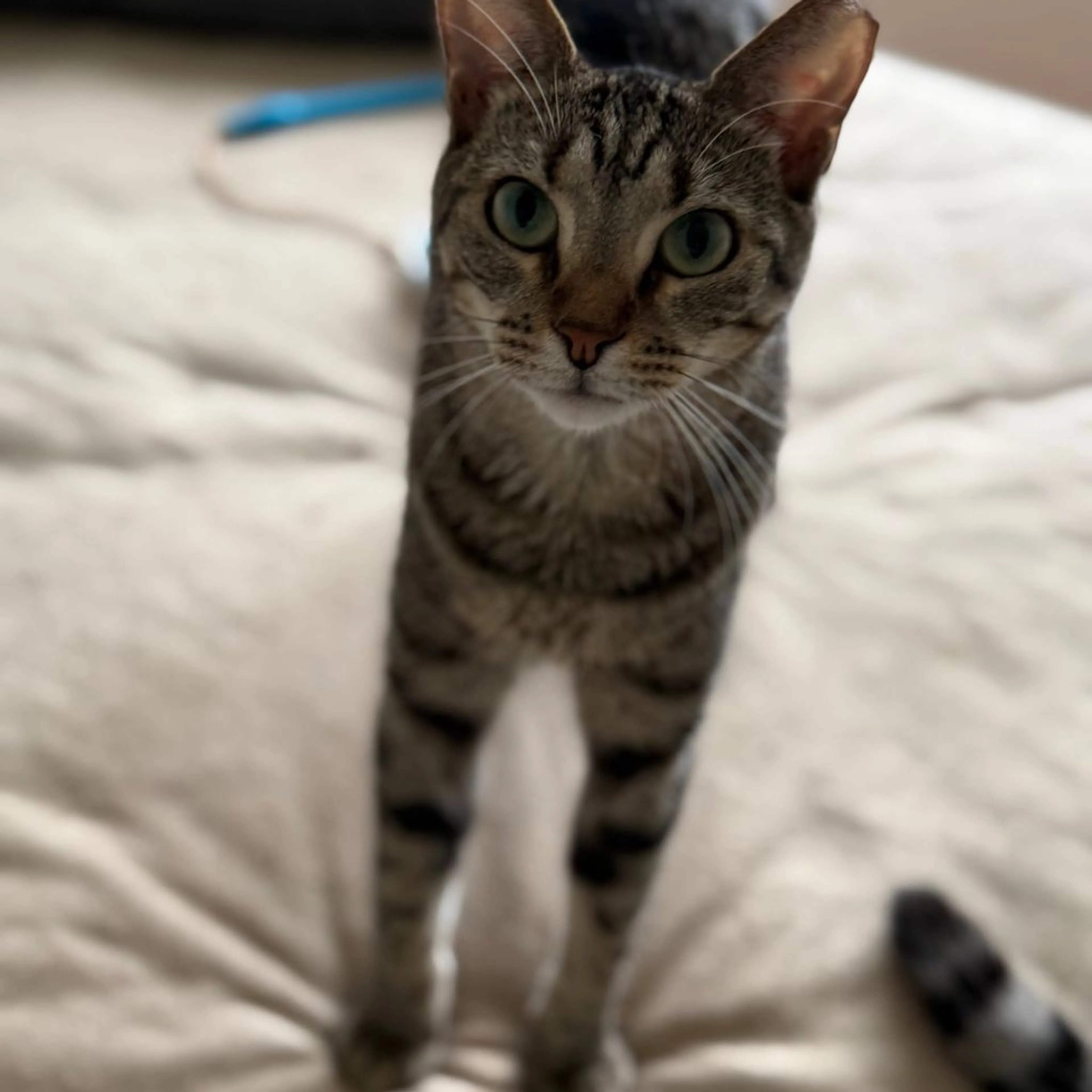 Found pet-1