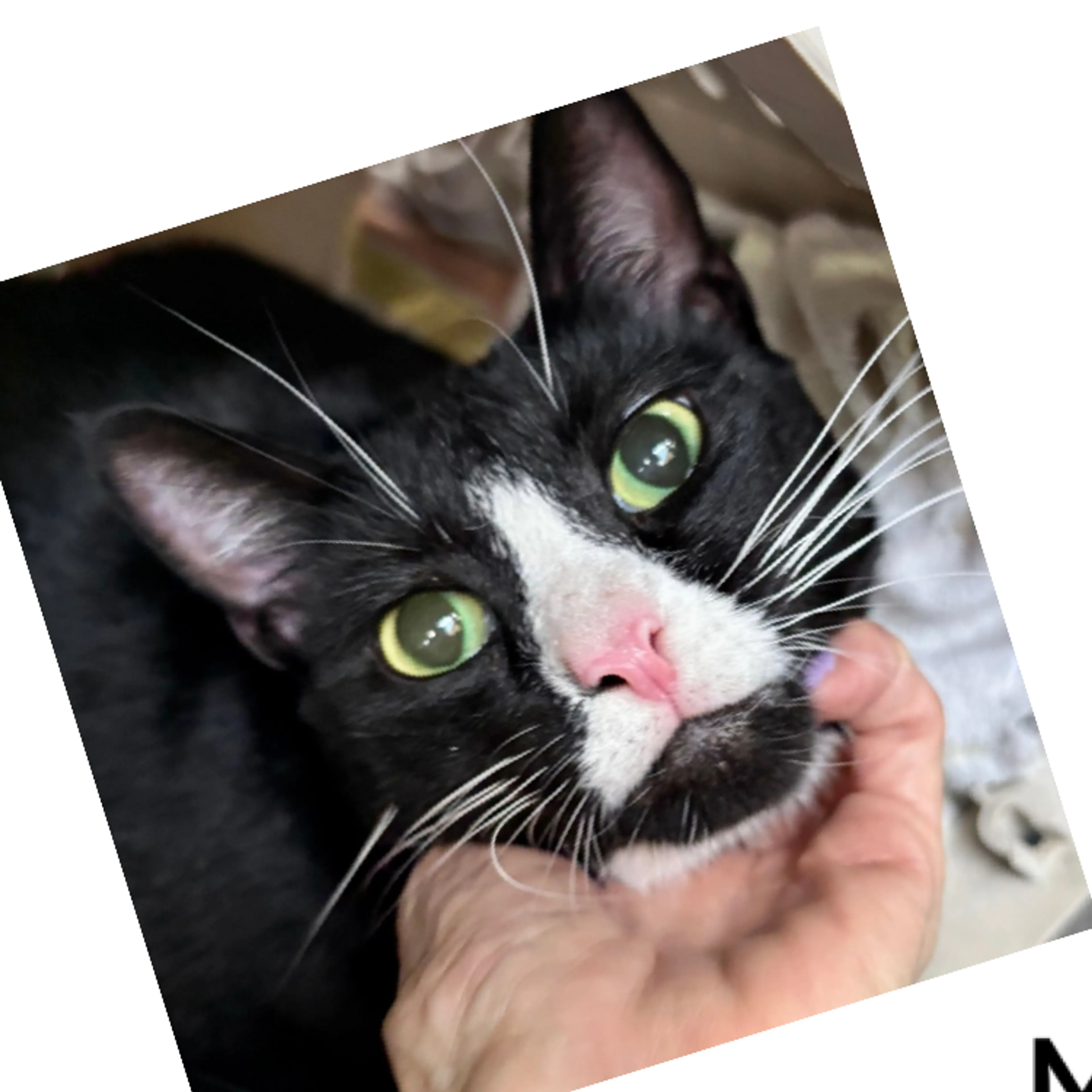 Found pet-1