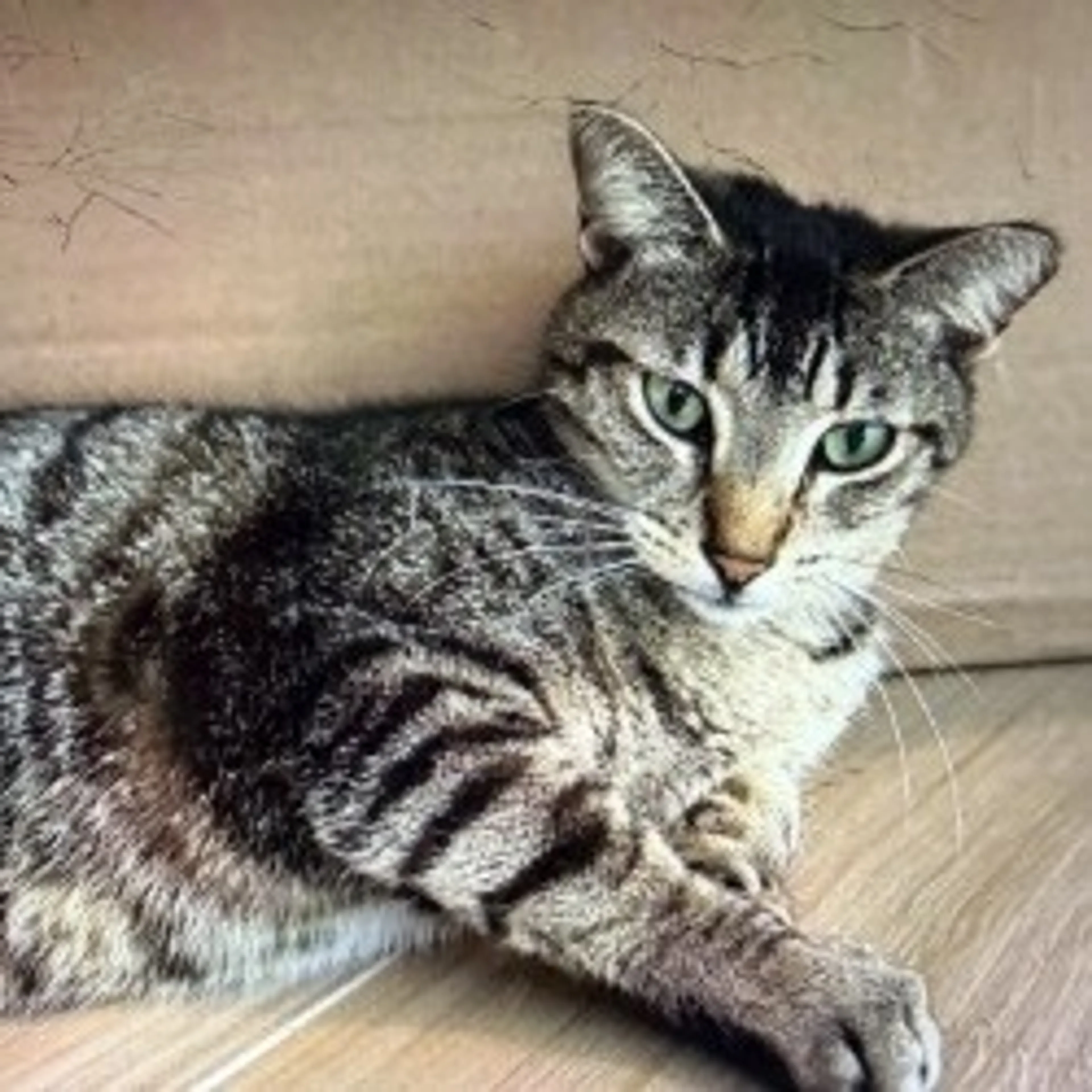 Found pet