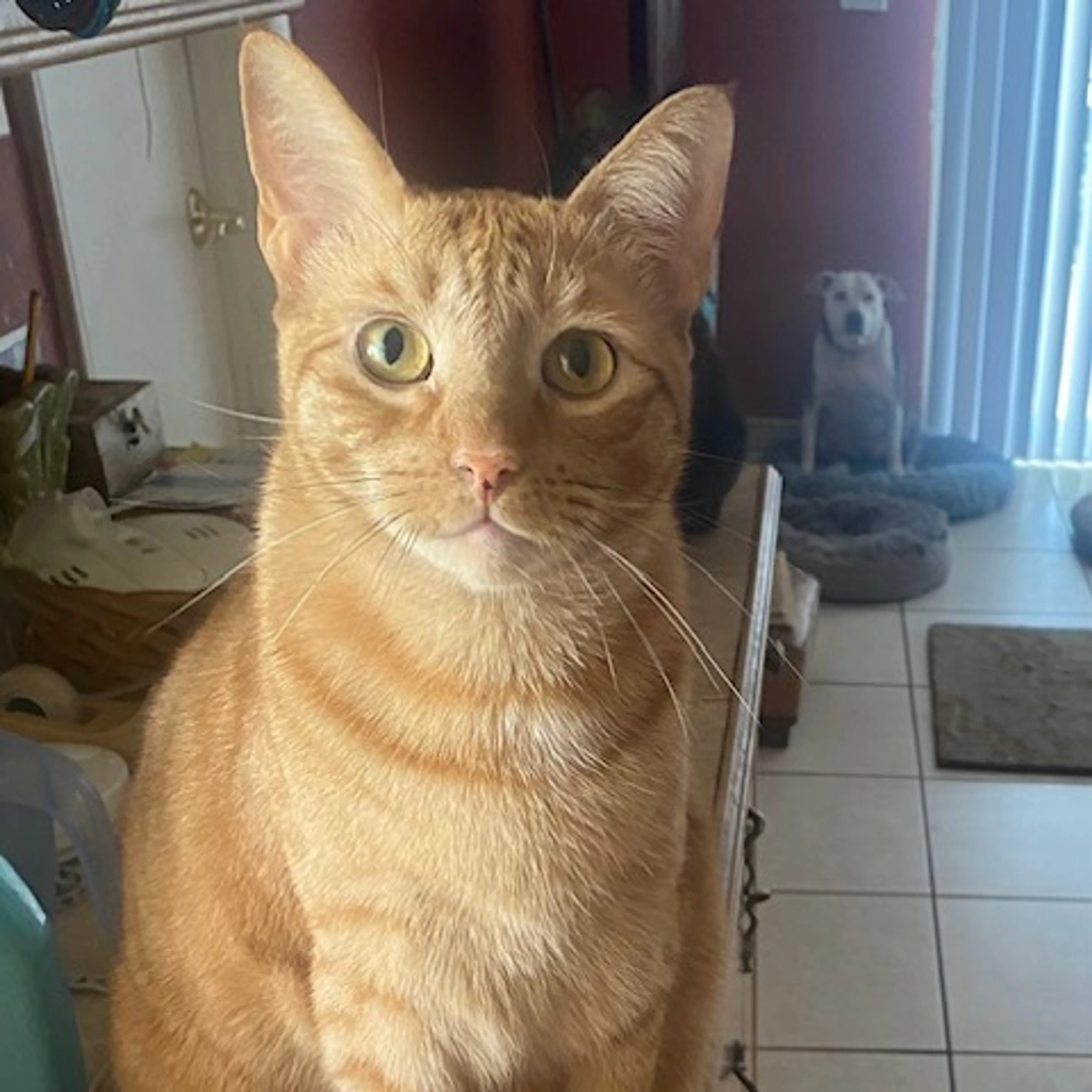 Found pet-0
