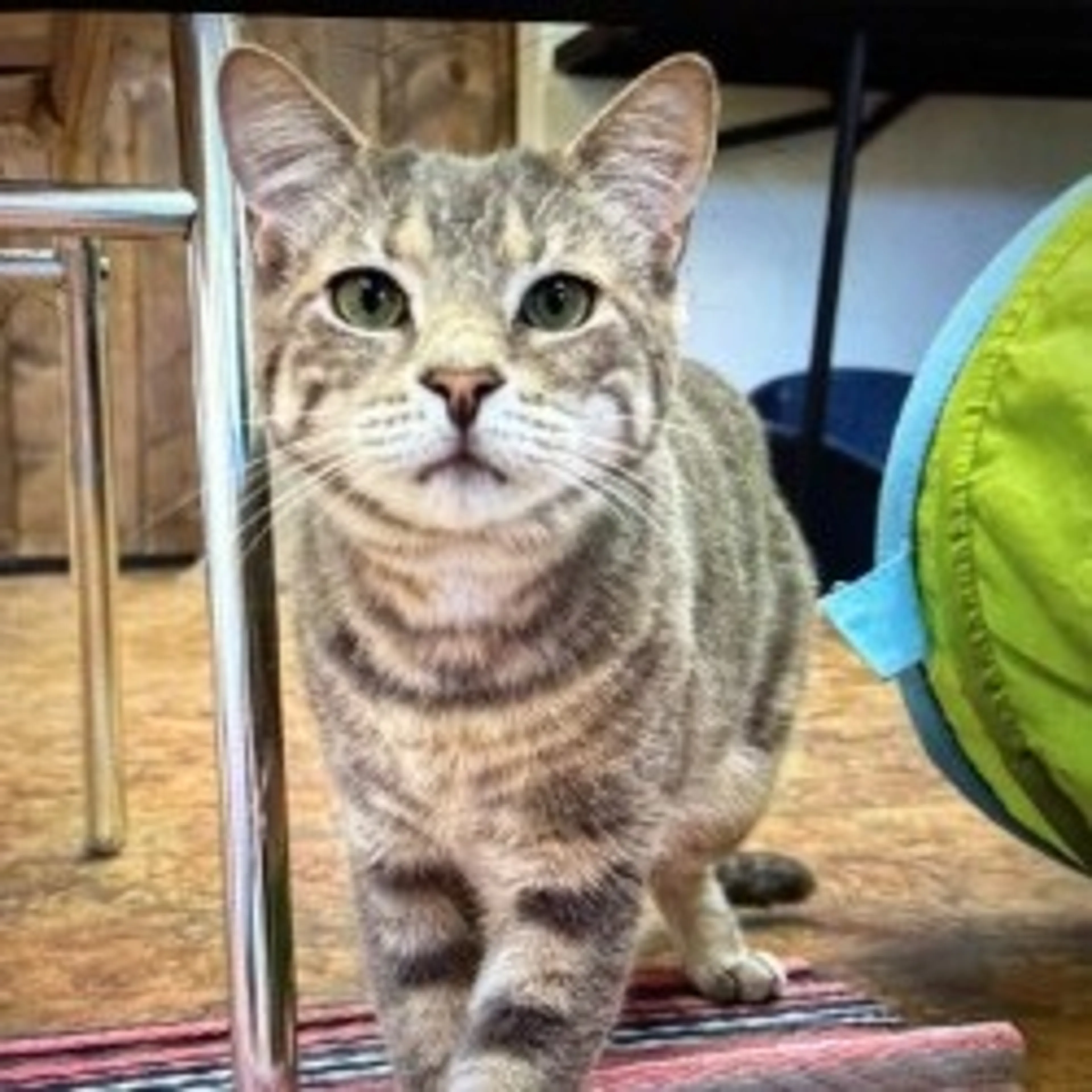 Found pet-1