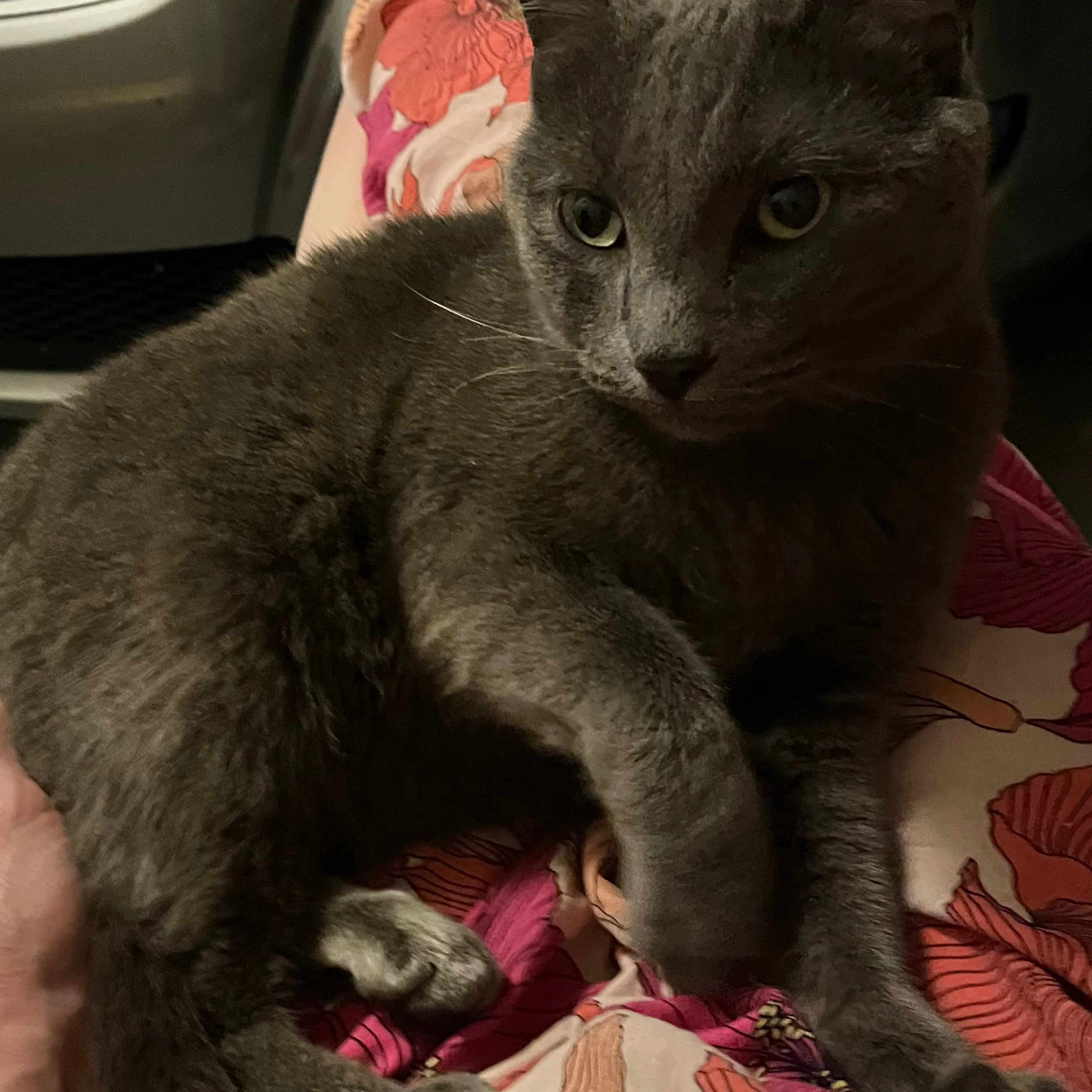 Found pet-2