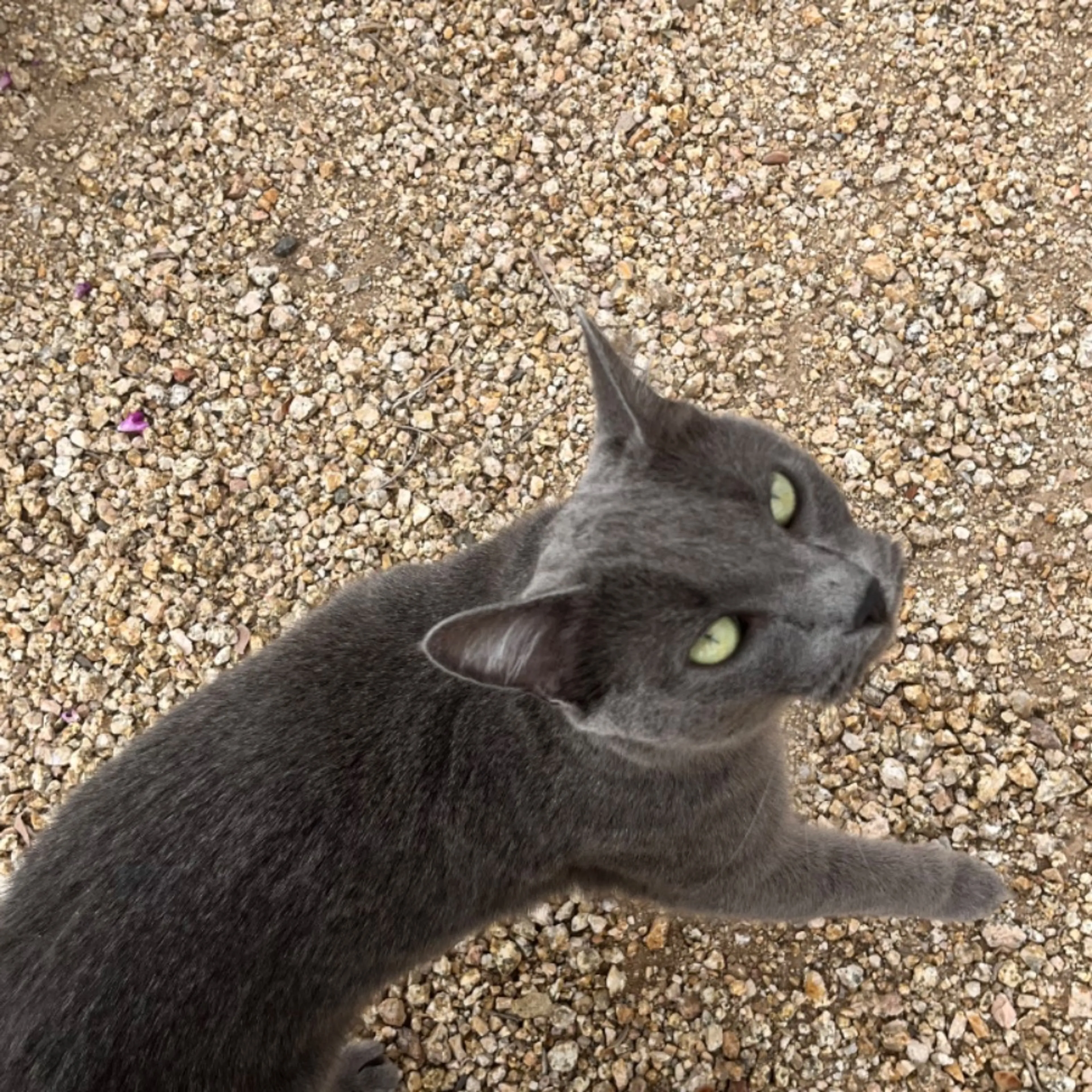 Found pet-0
