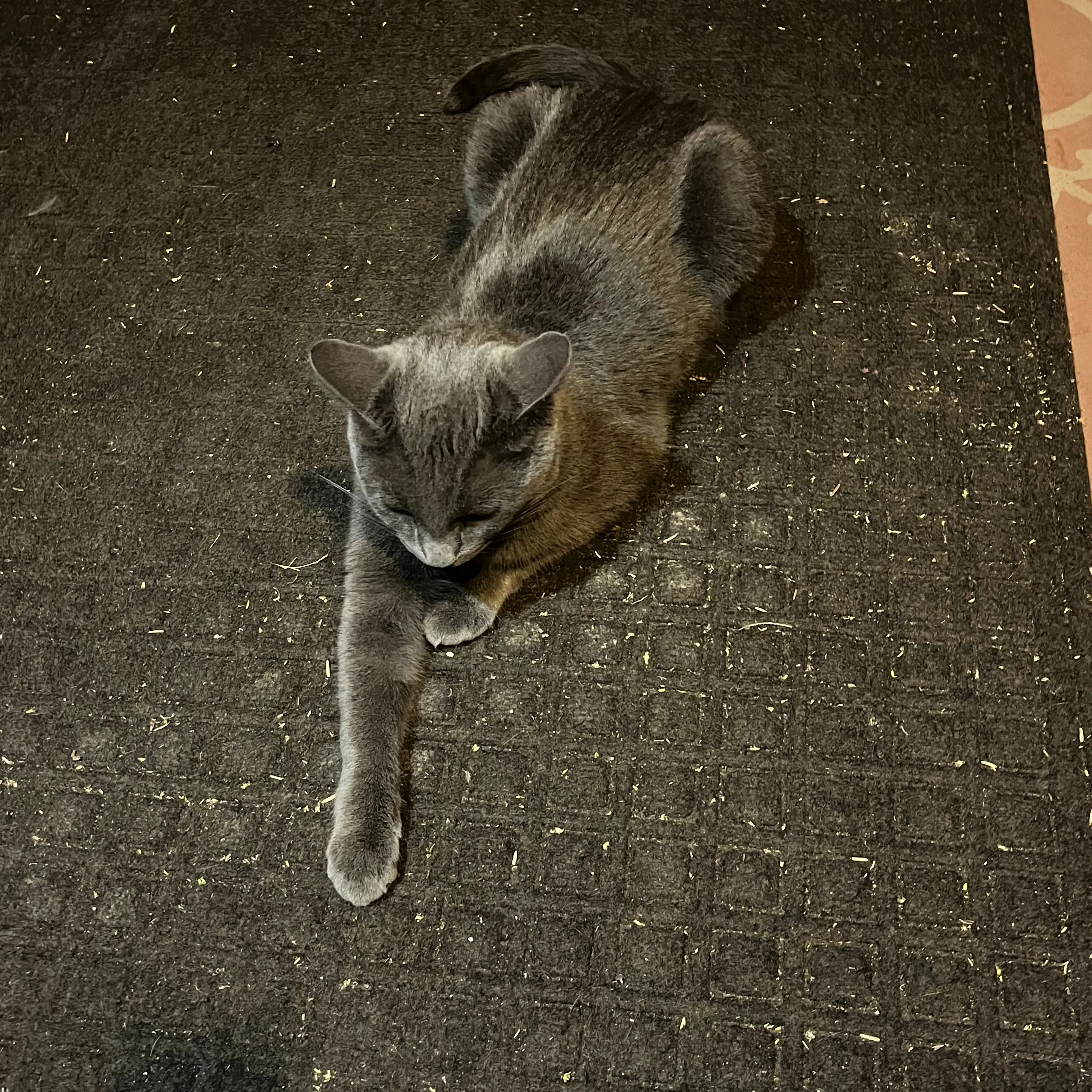 Found pet-1