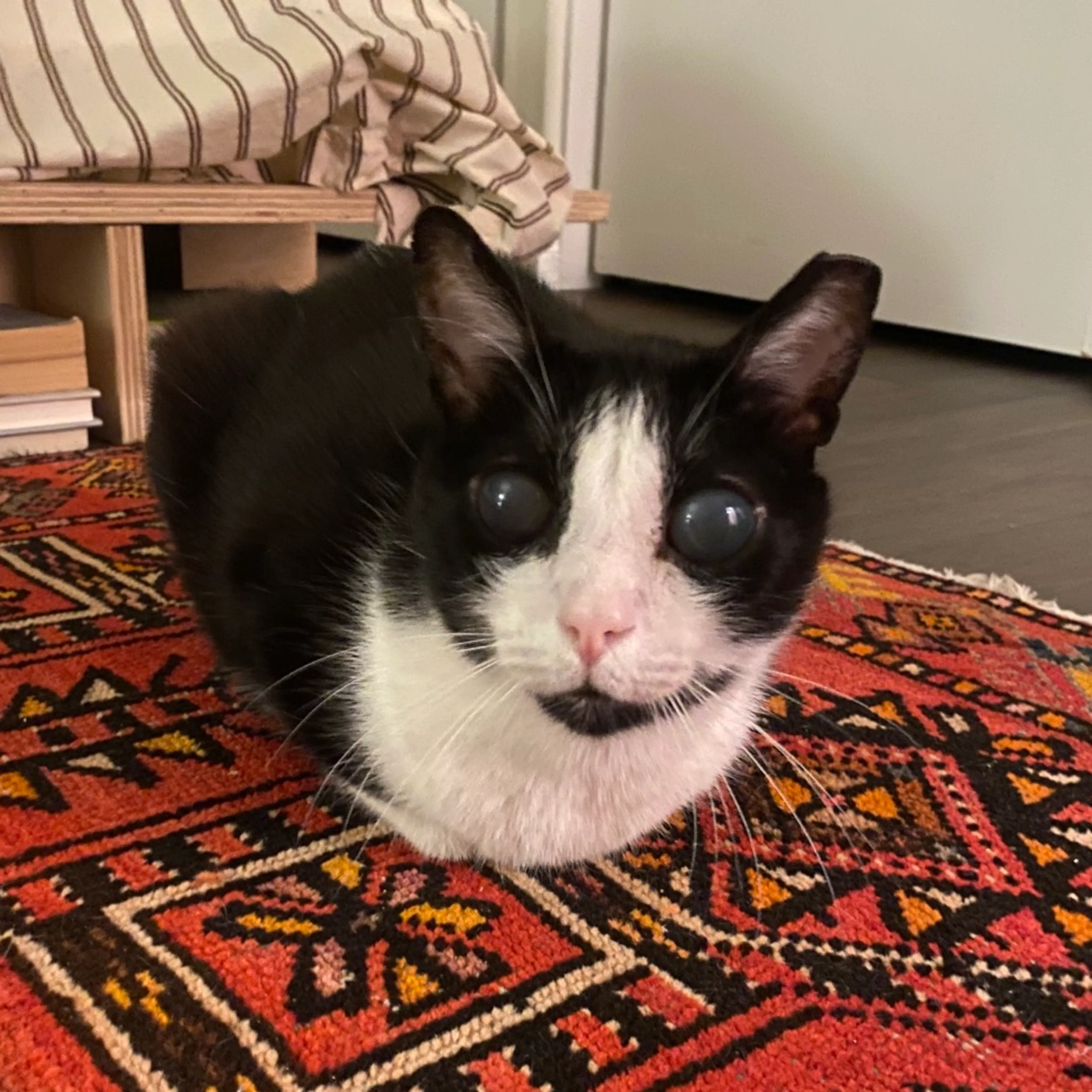 Found pet-6