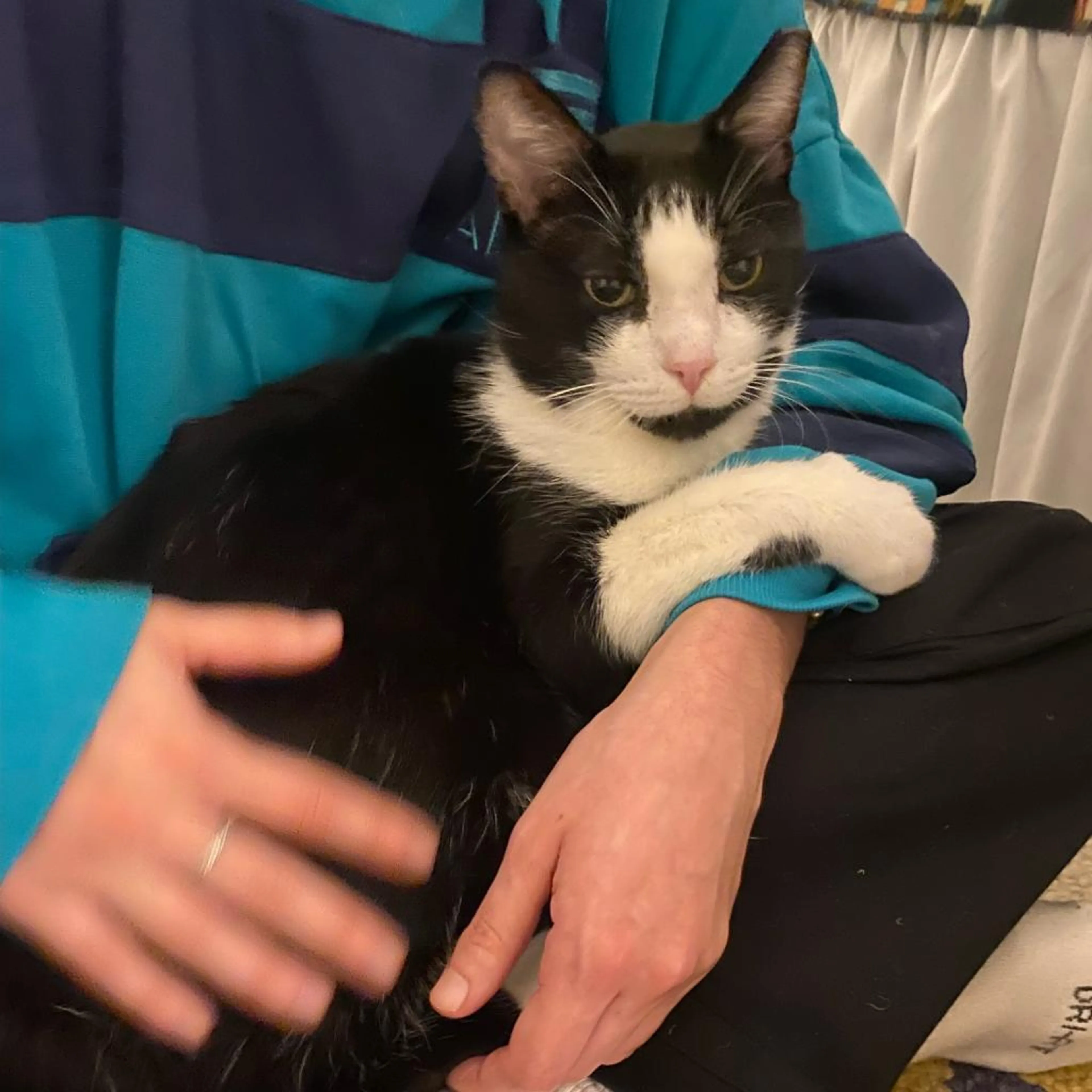 Found pet-1