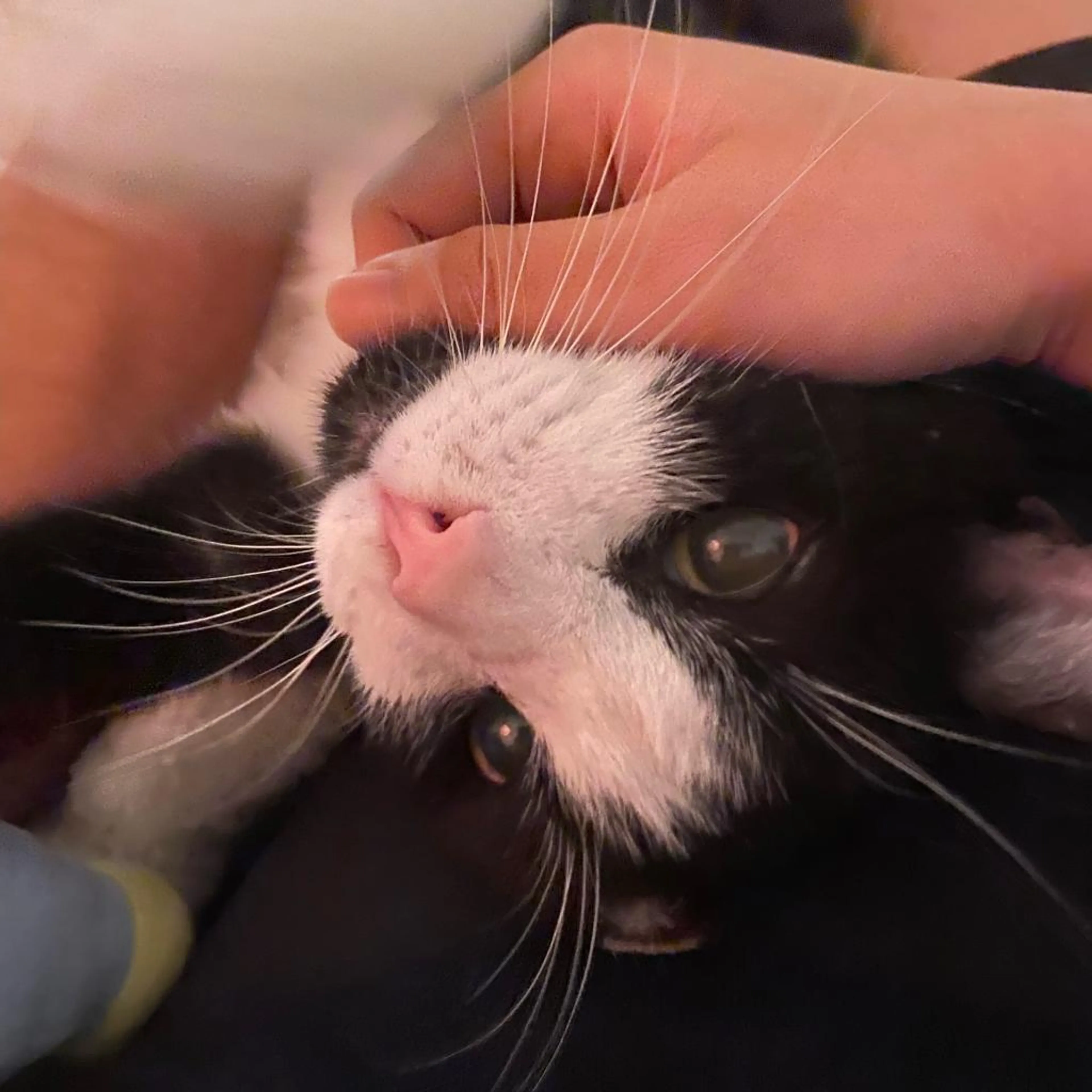 Found pet-2