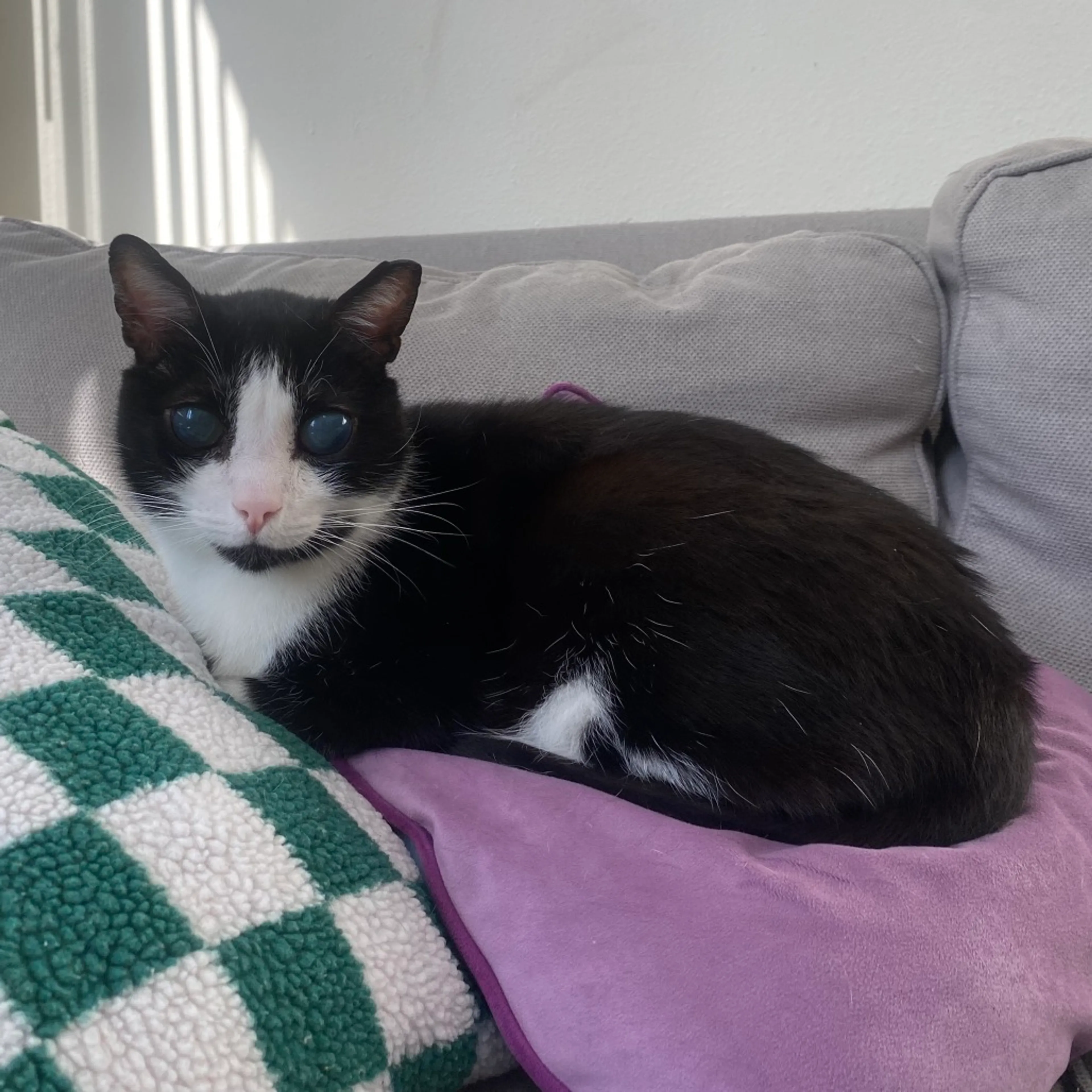 Found pet-8