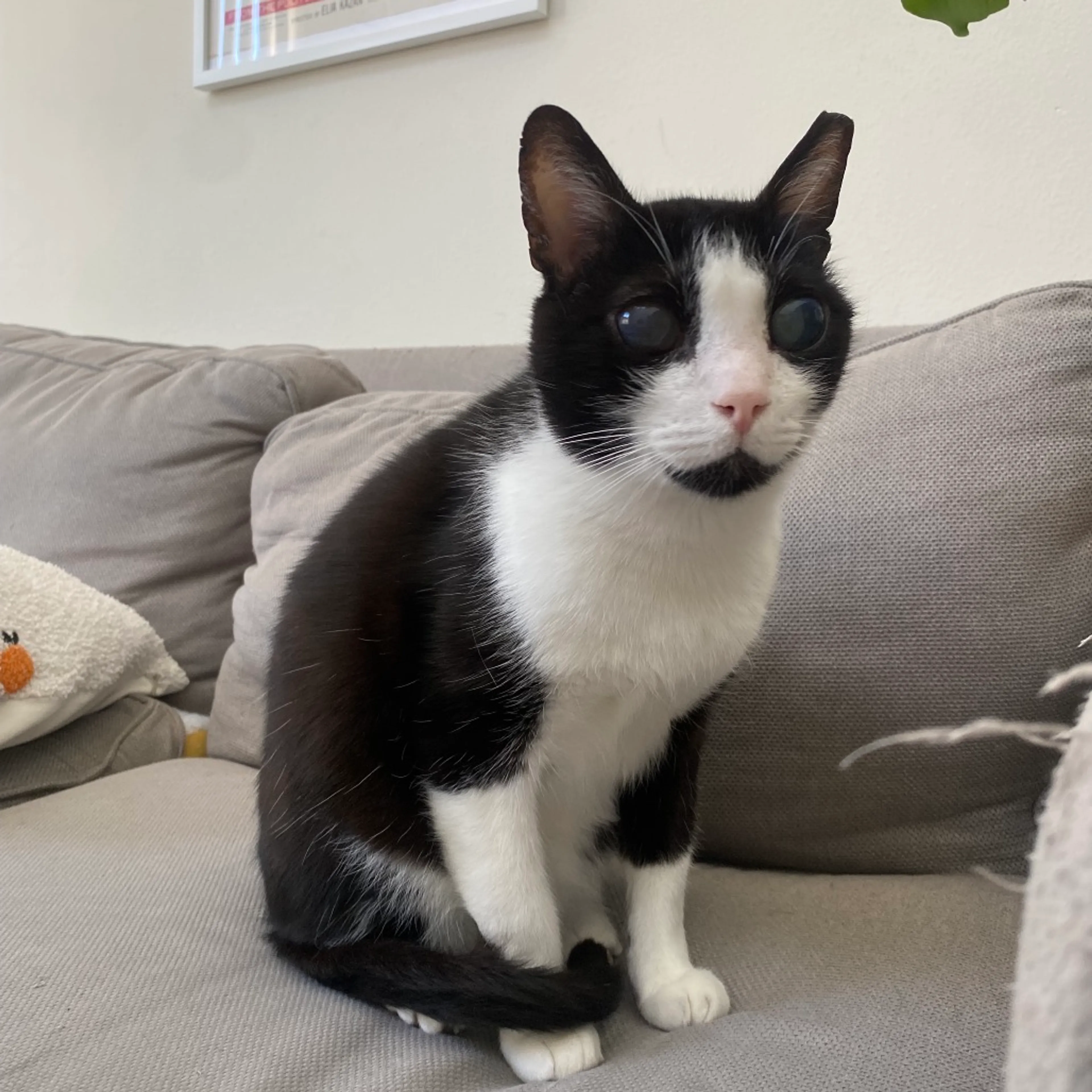 Found pet-5