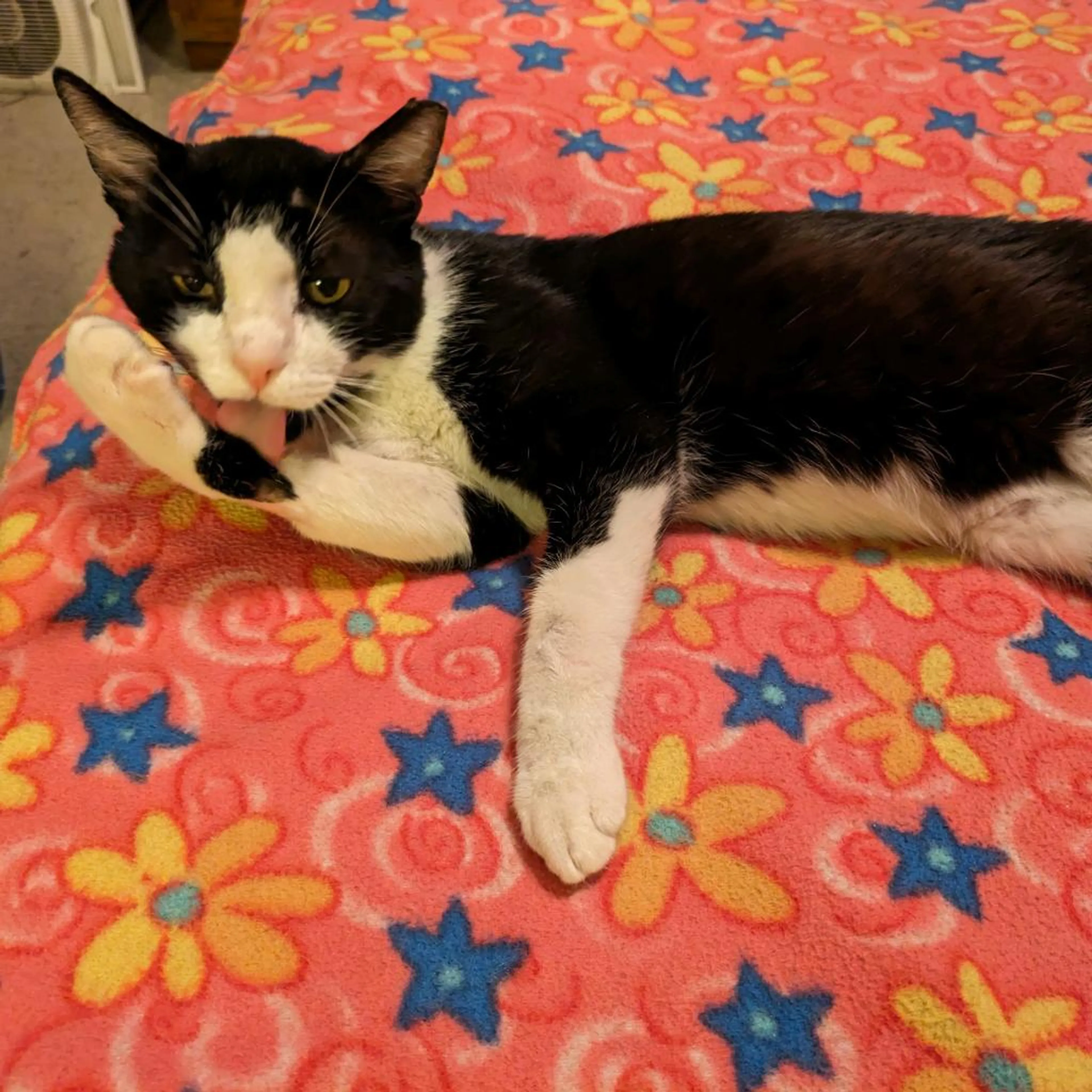 Found pet-4