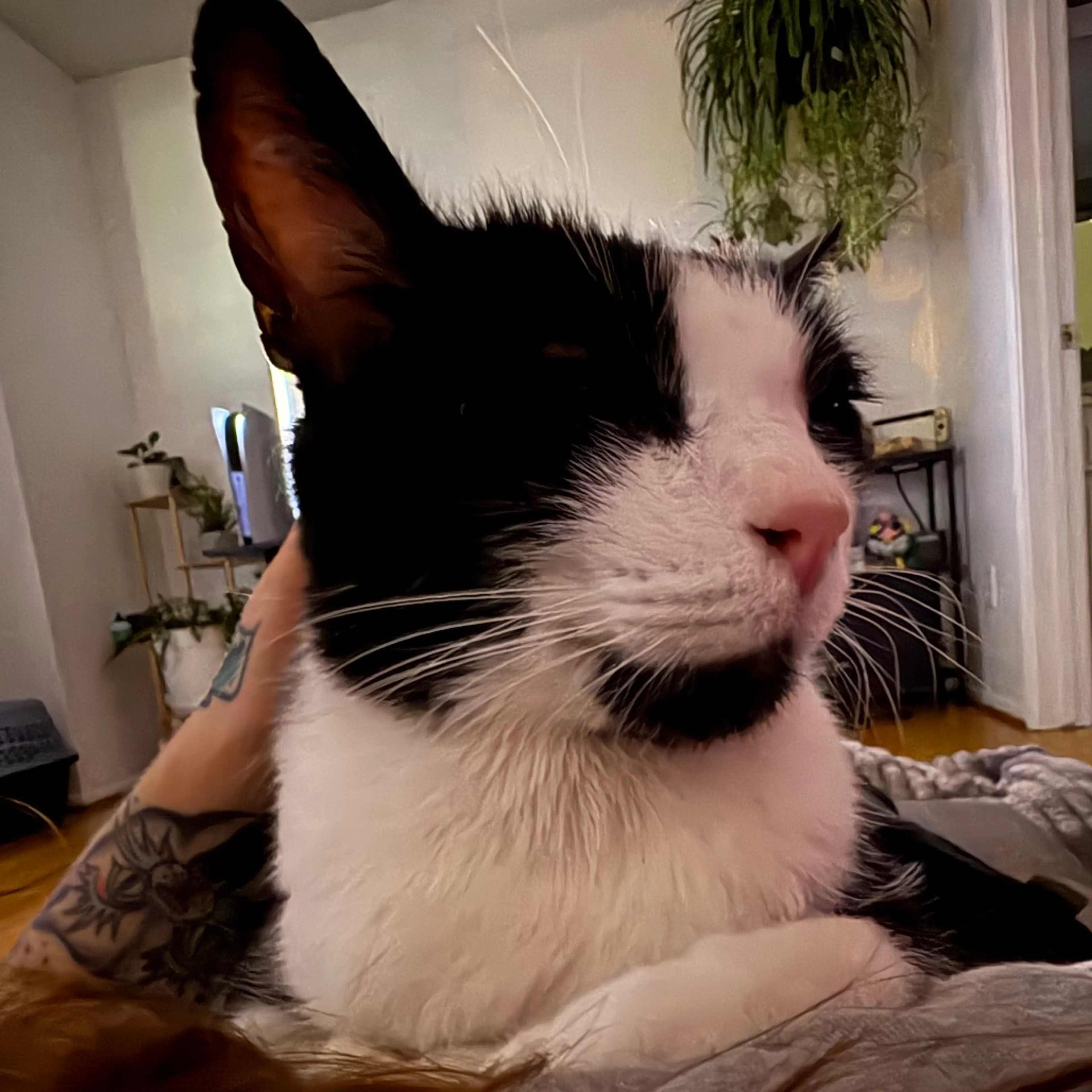 Found pet-9