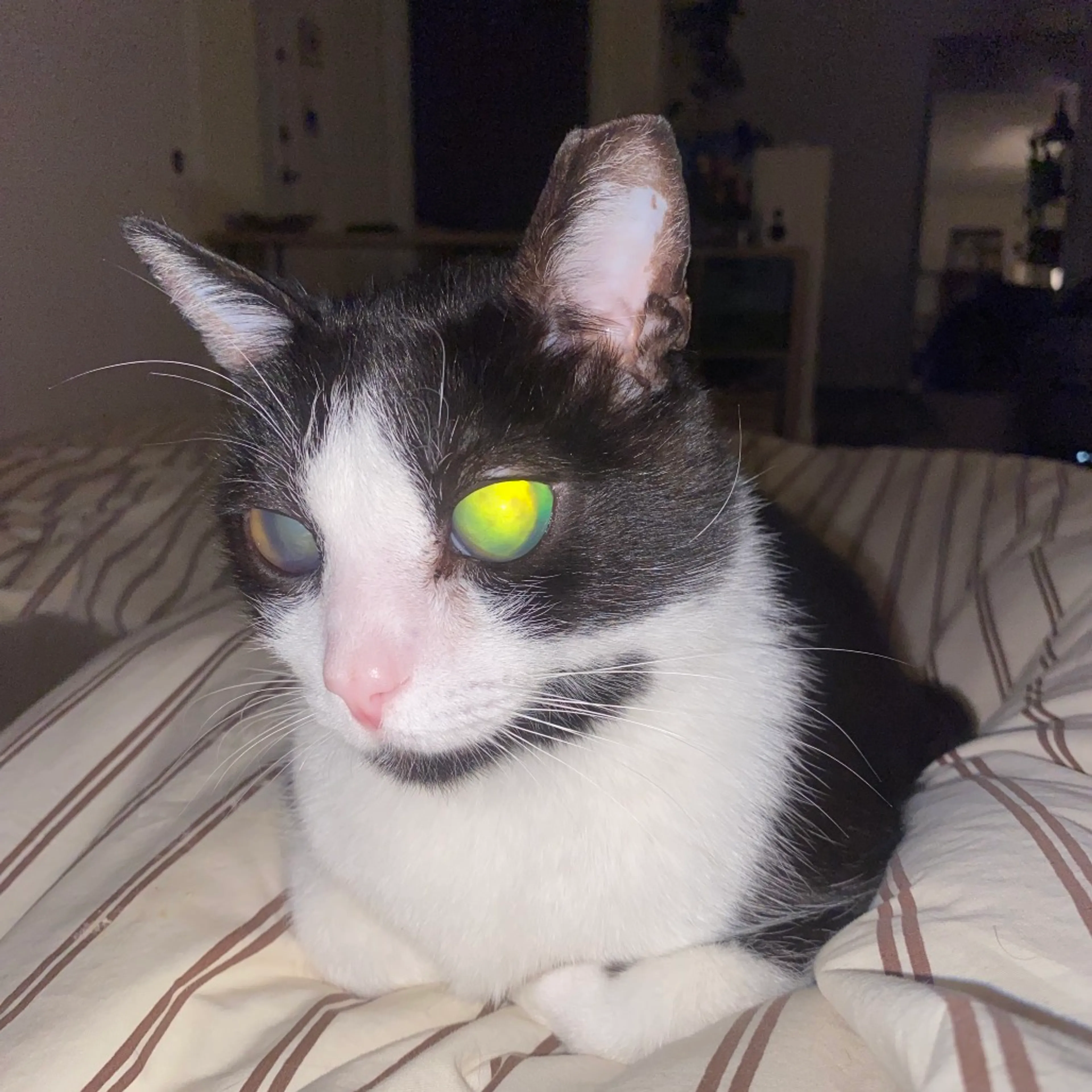 Found pet-7