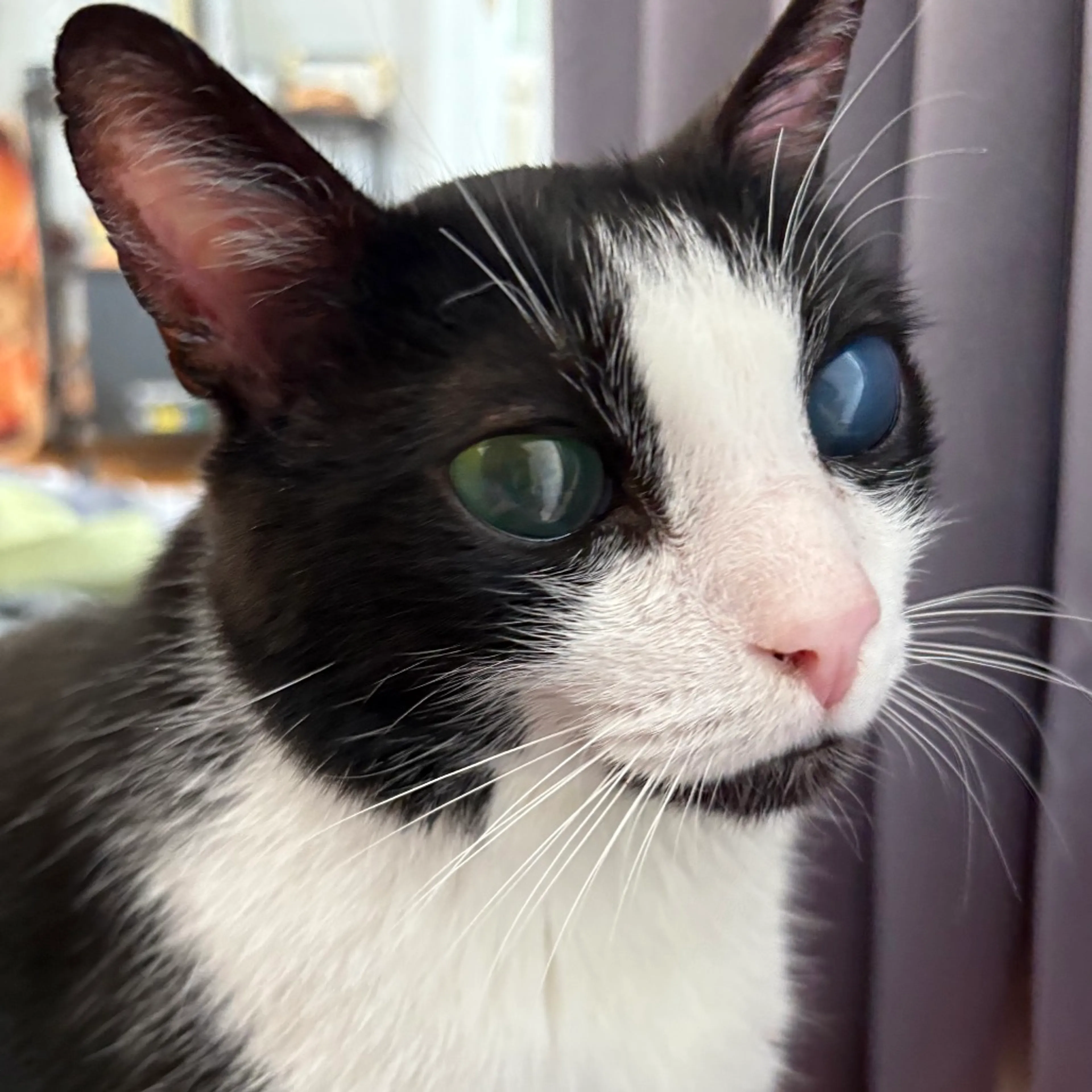 Found pet-10