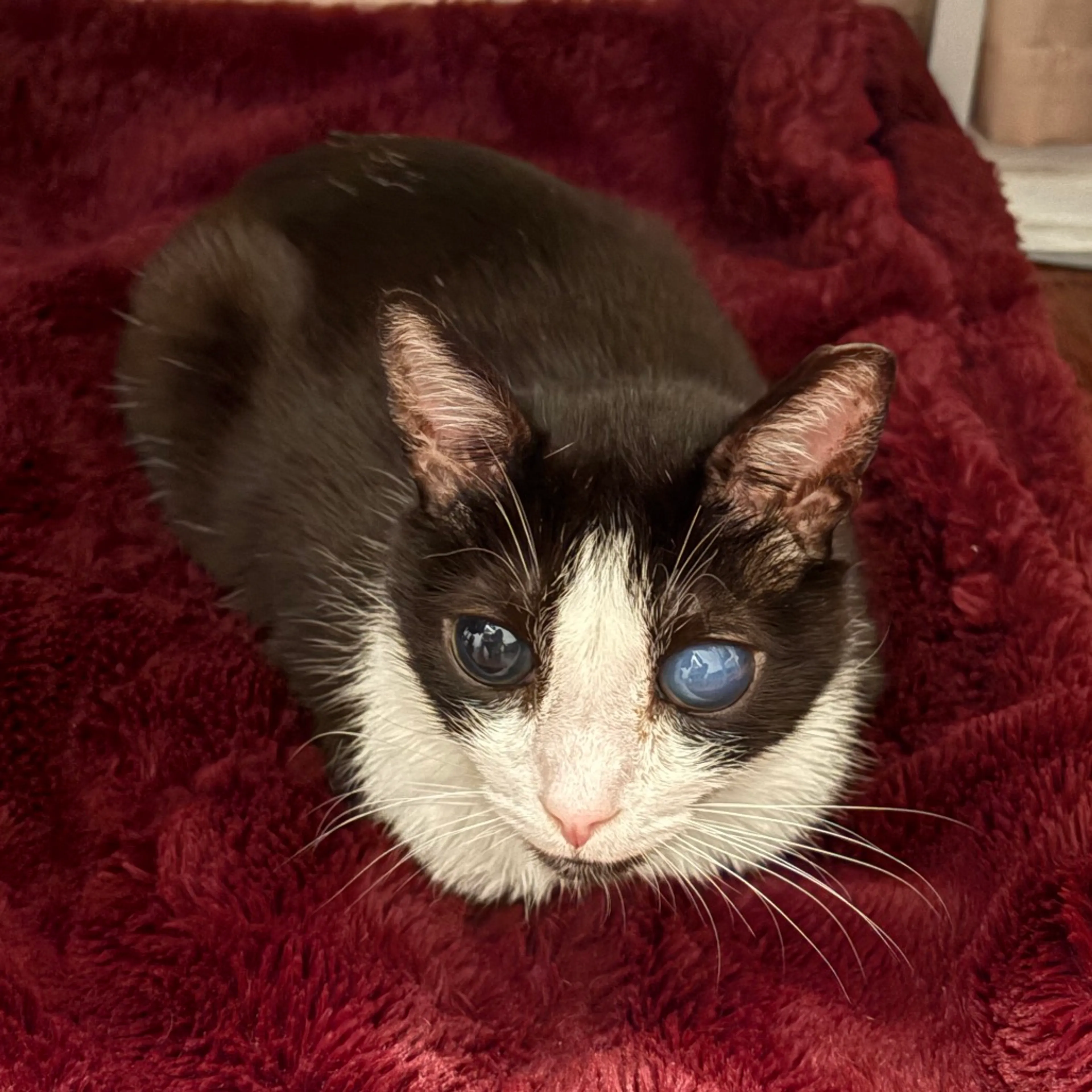 Found pet-12