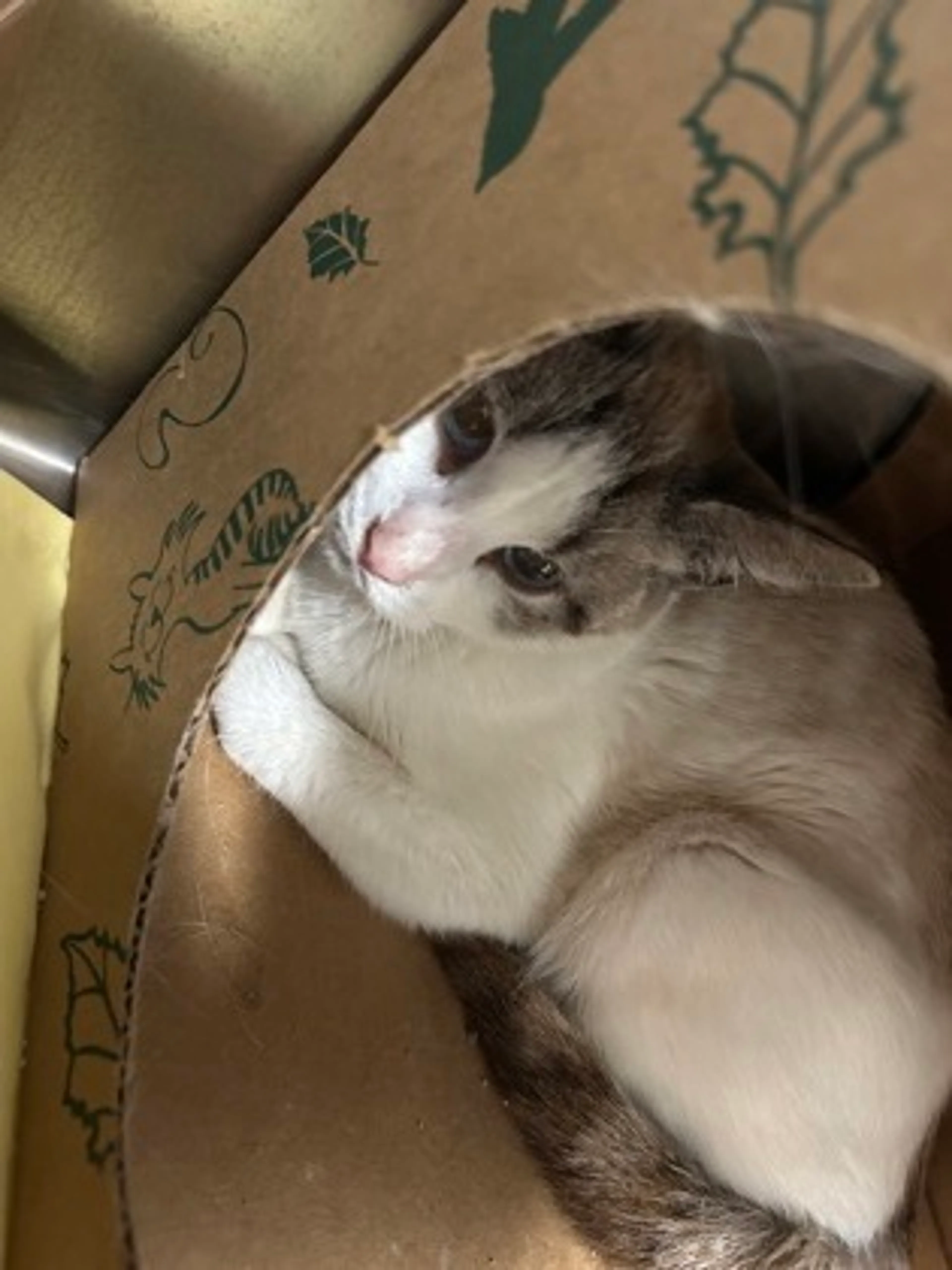 Found pet