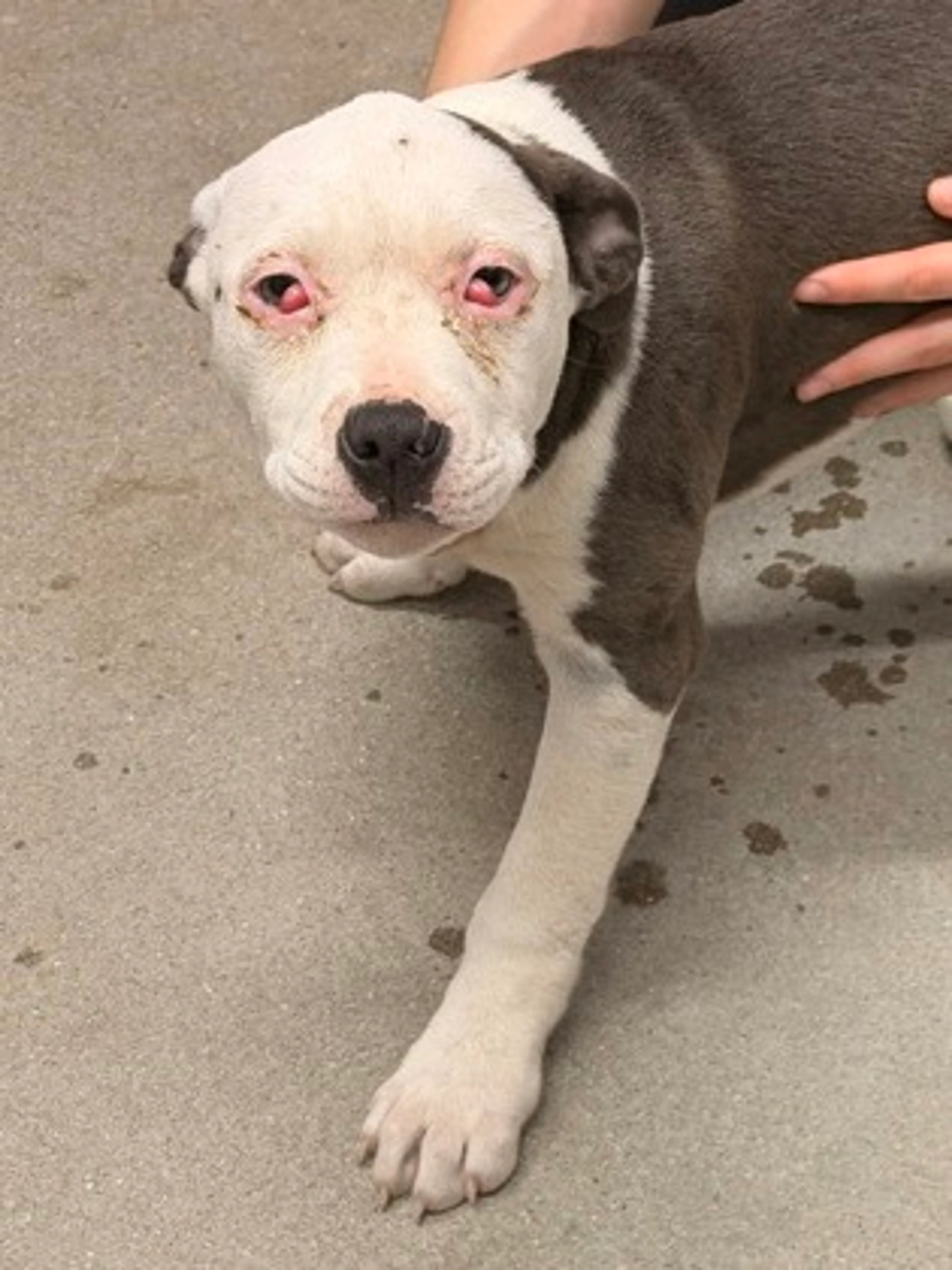 Found pet