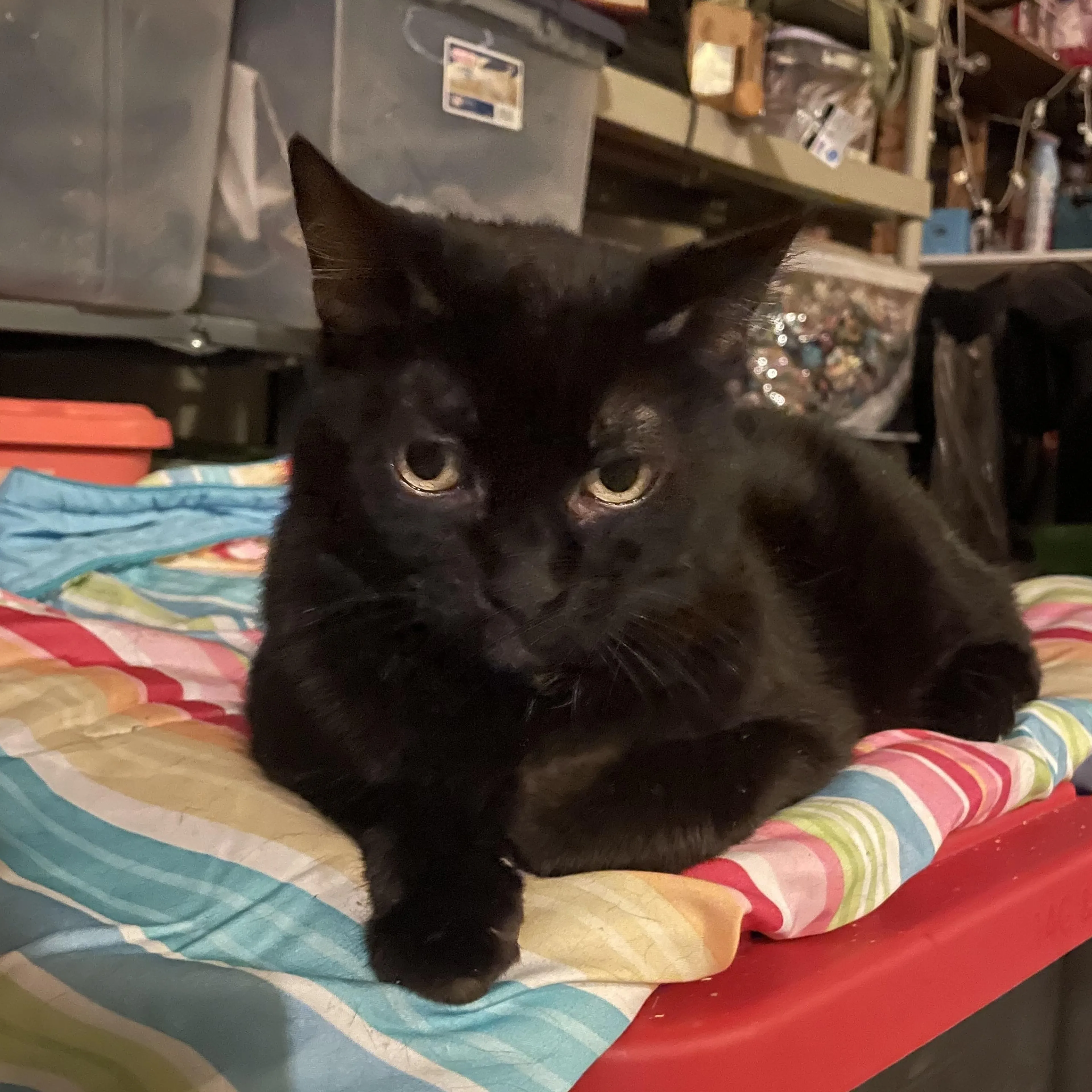 Found pet-2