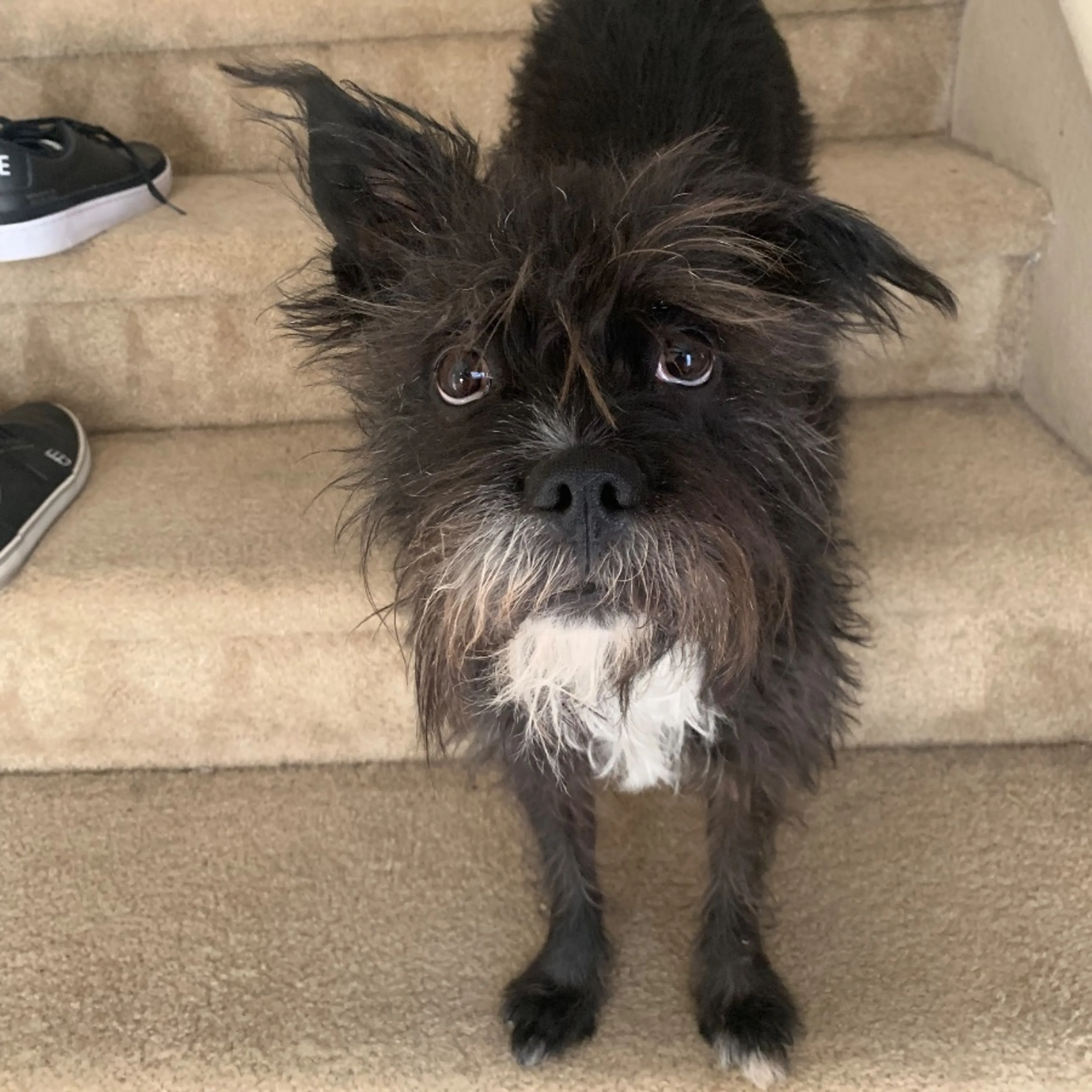 Lost pet