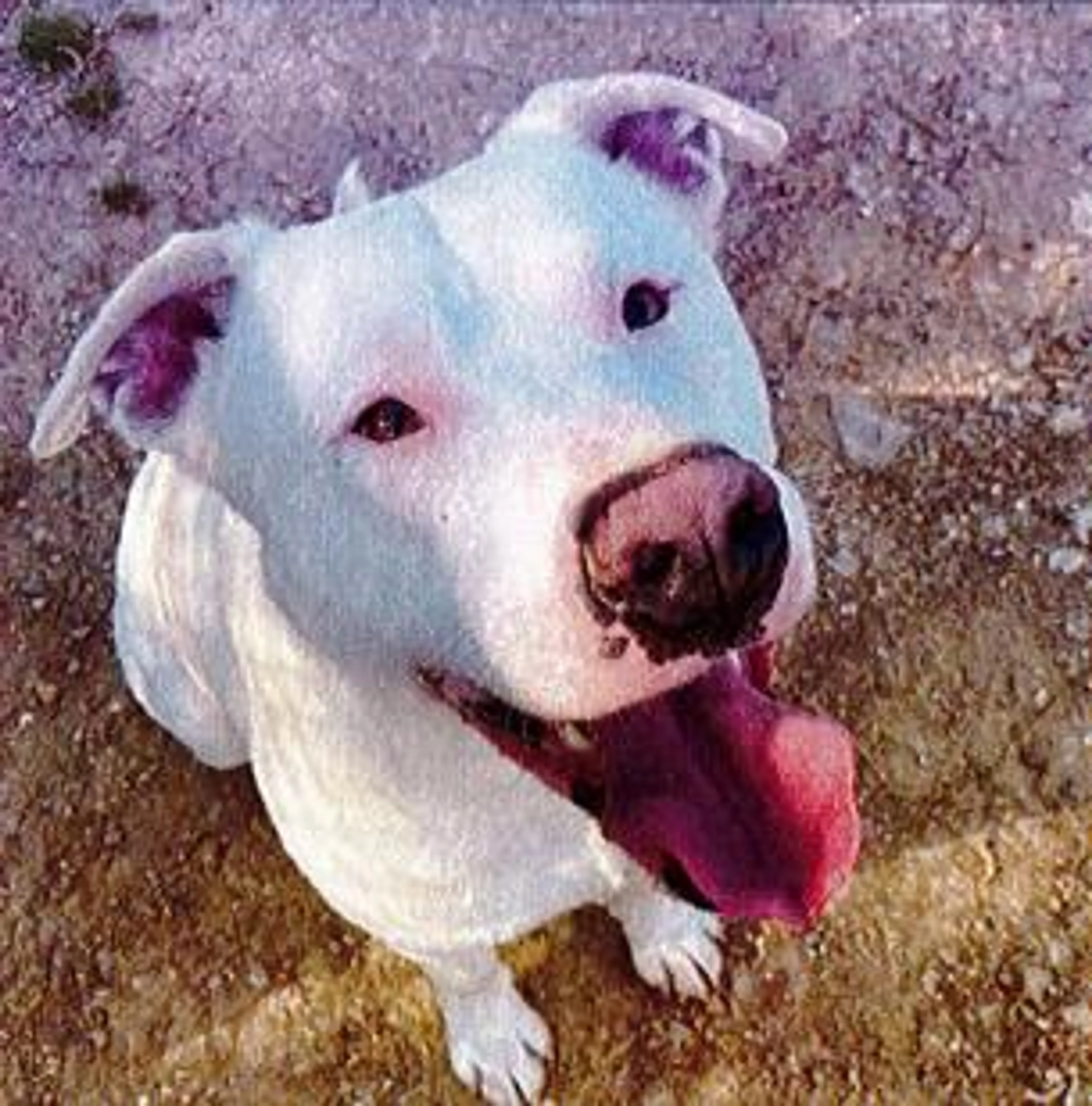 Found pet-1
