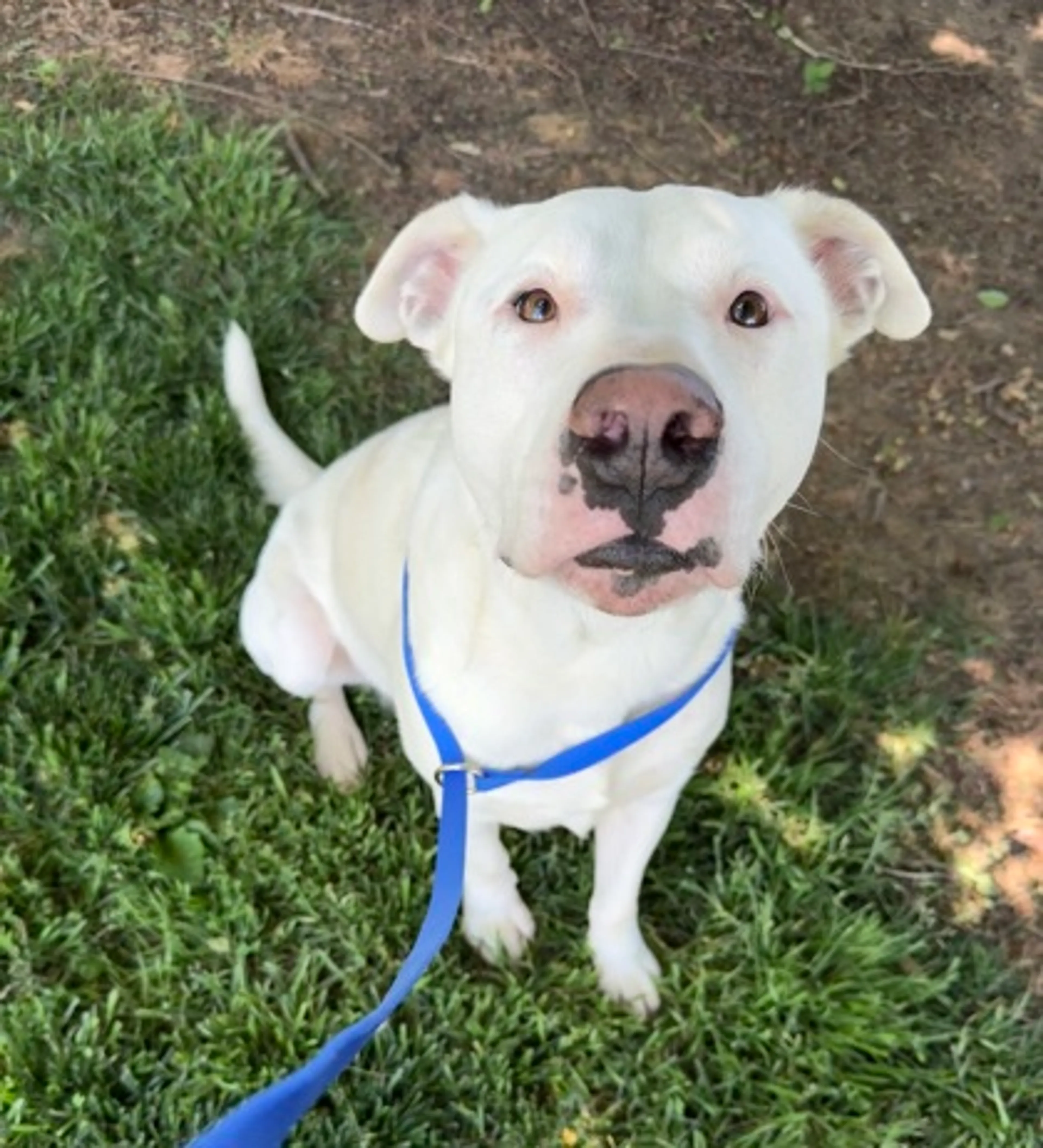 Found pet-0