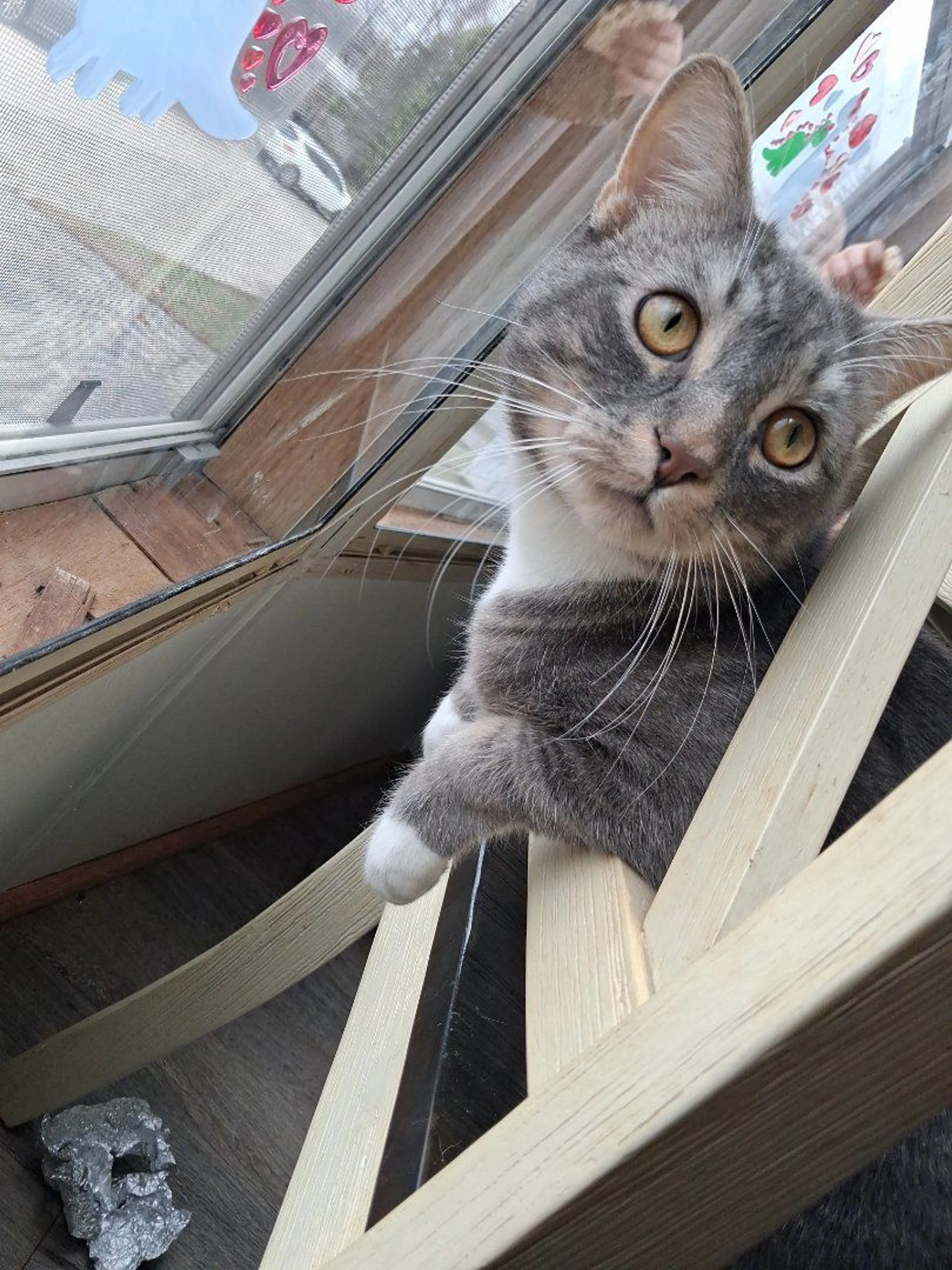 Lost pet-1