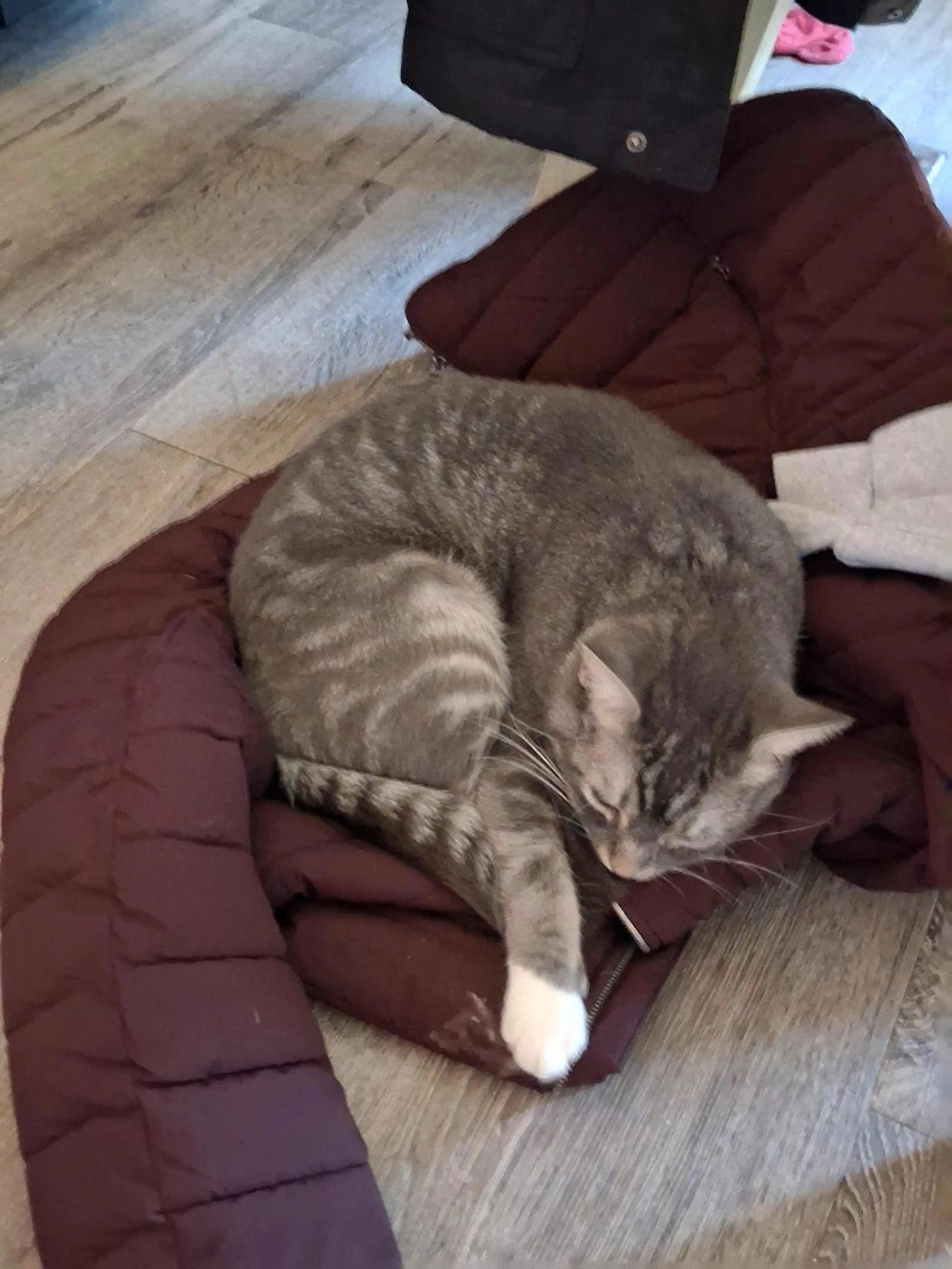 Lost pet-2