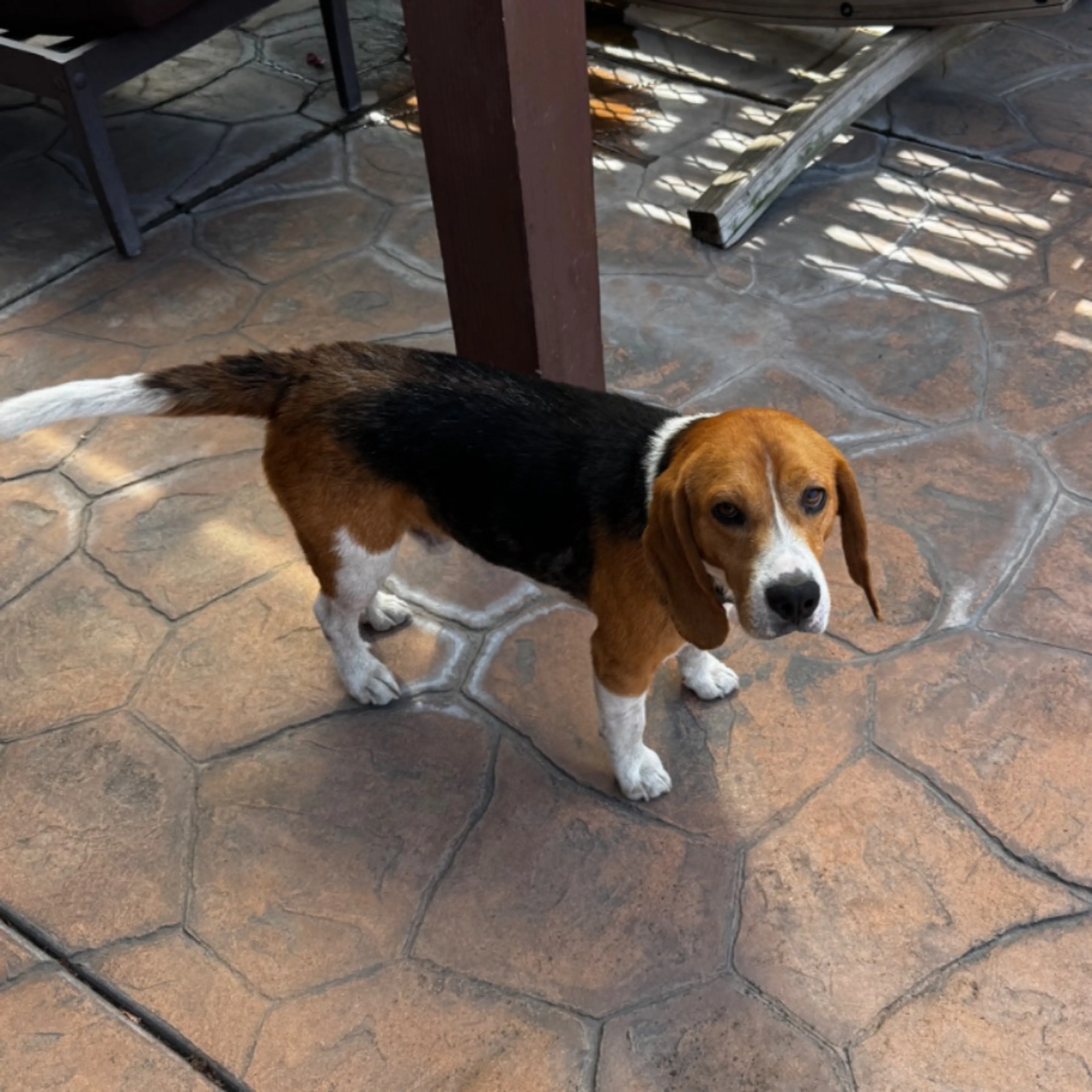 Found pet