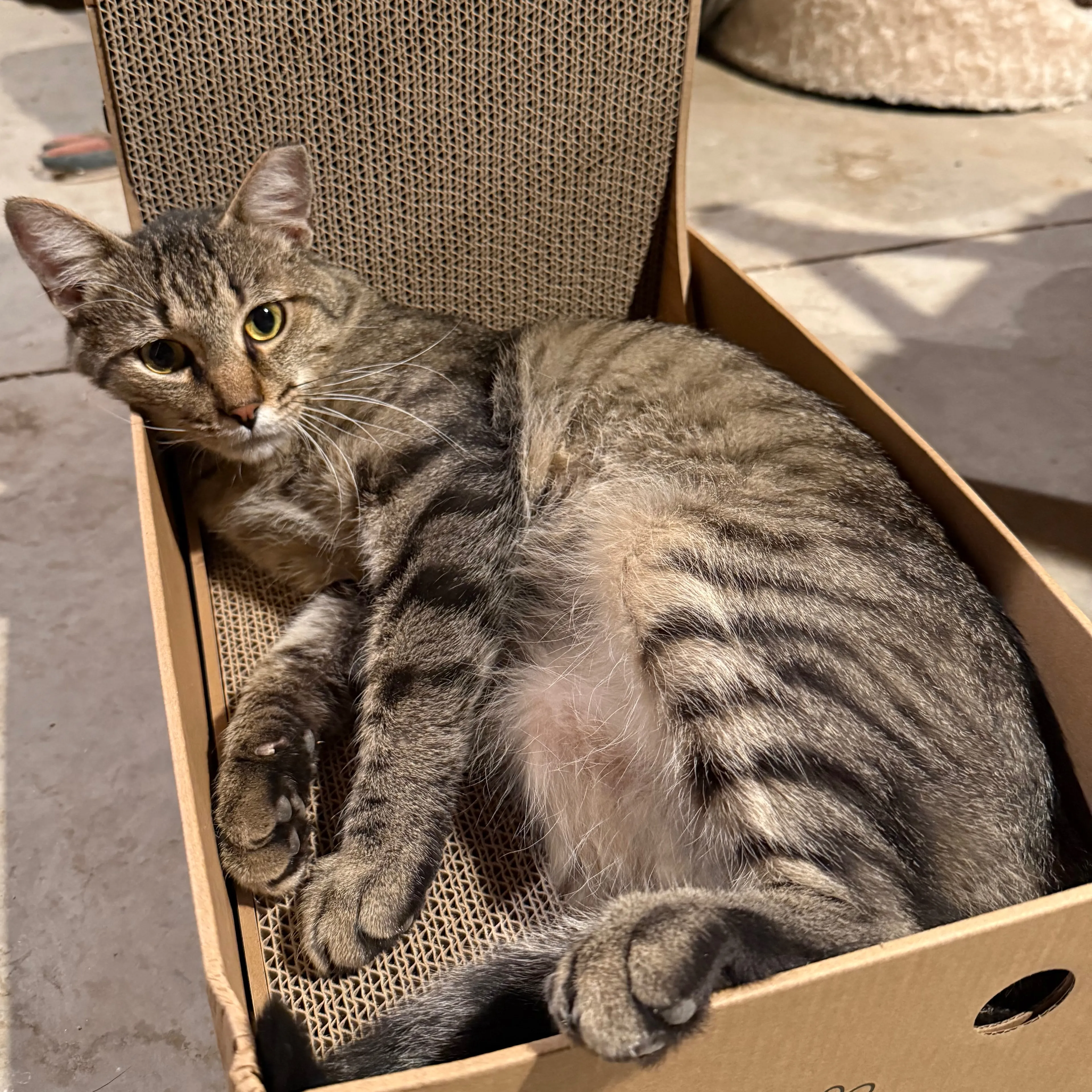 Lost pet-1
