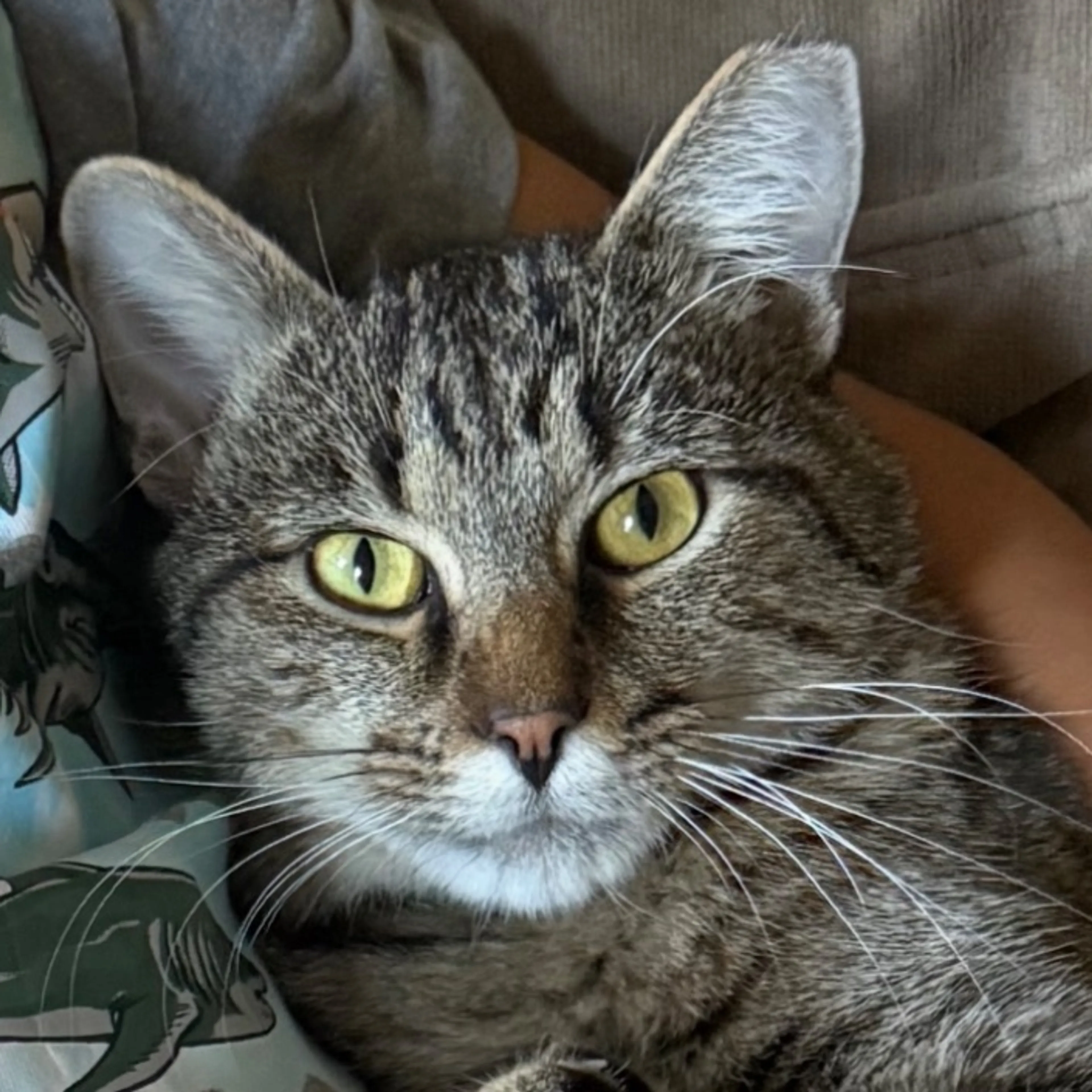 Lost pet-0