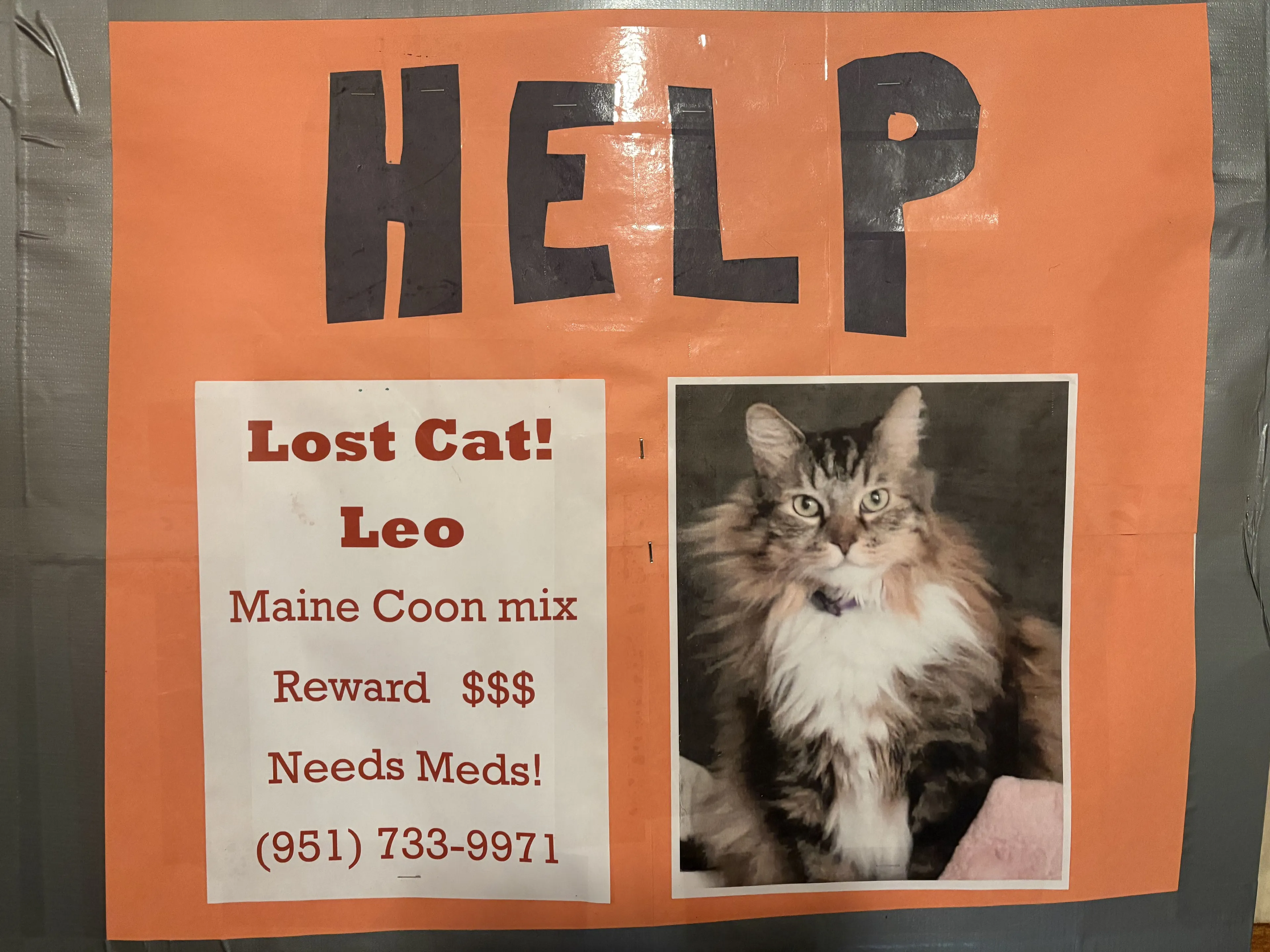 Lost pet-1