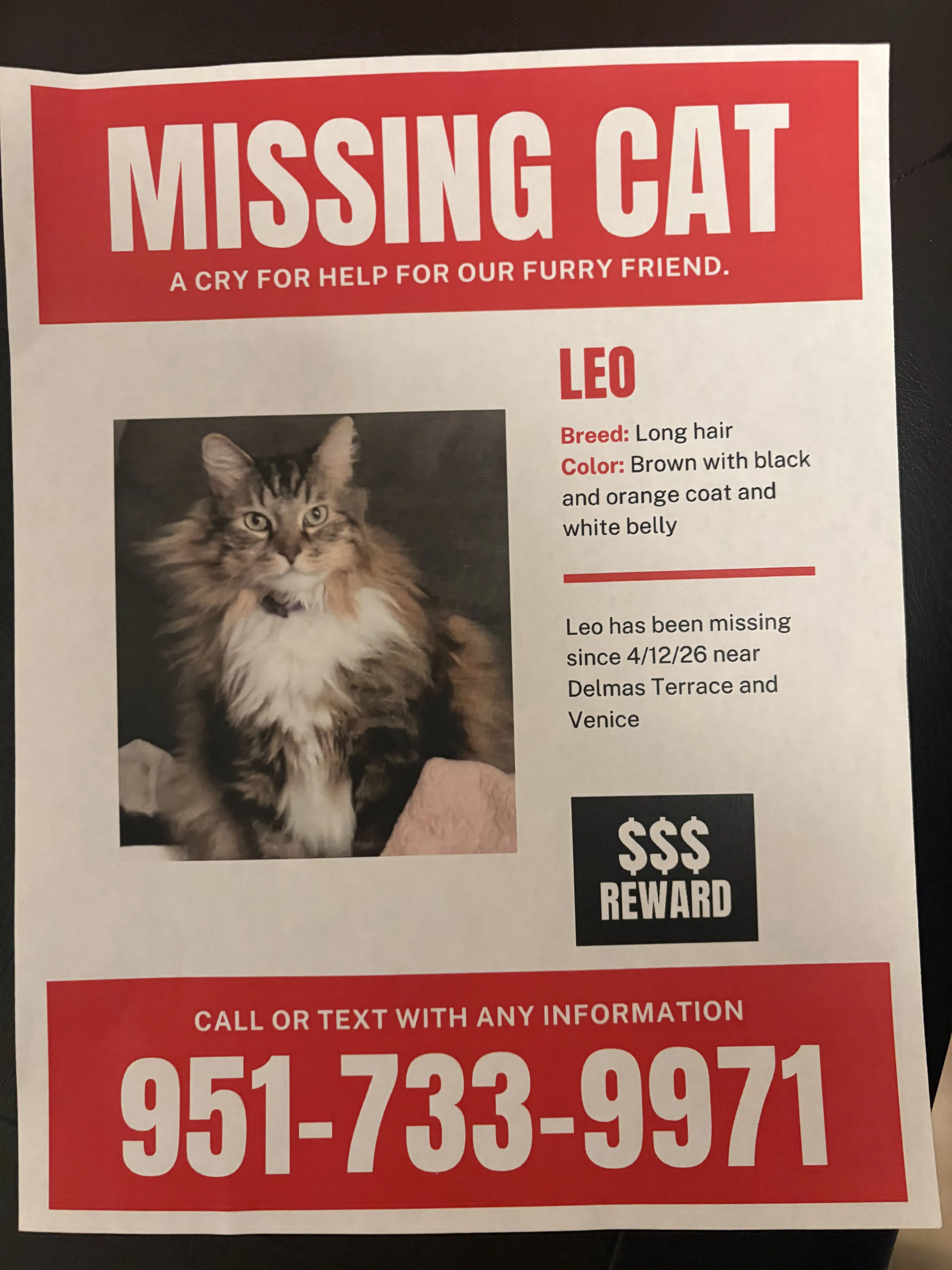 Lost pet-0