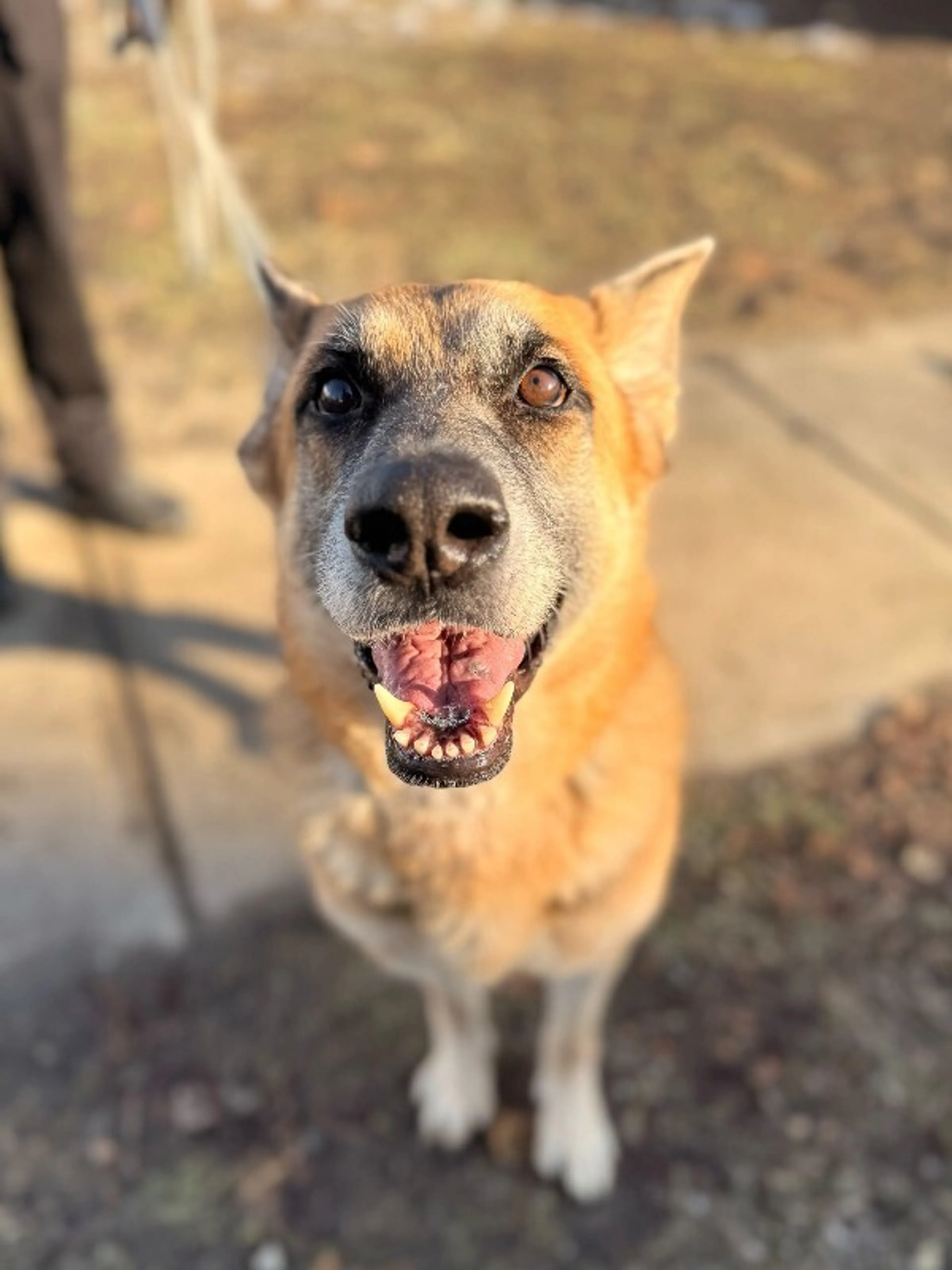 Found pet-1