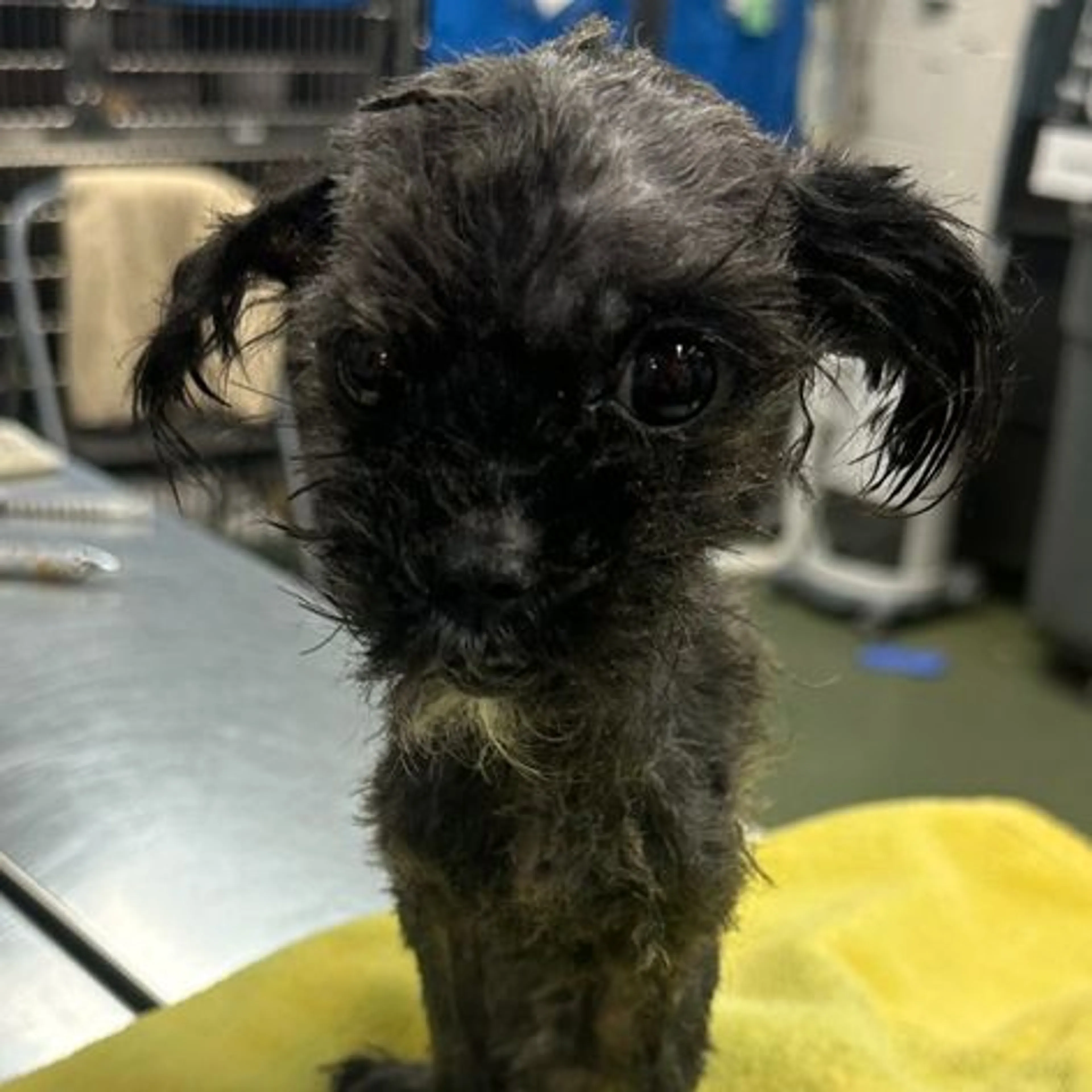 Found pet