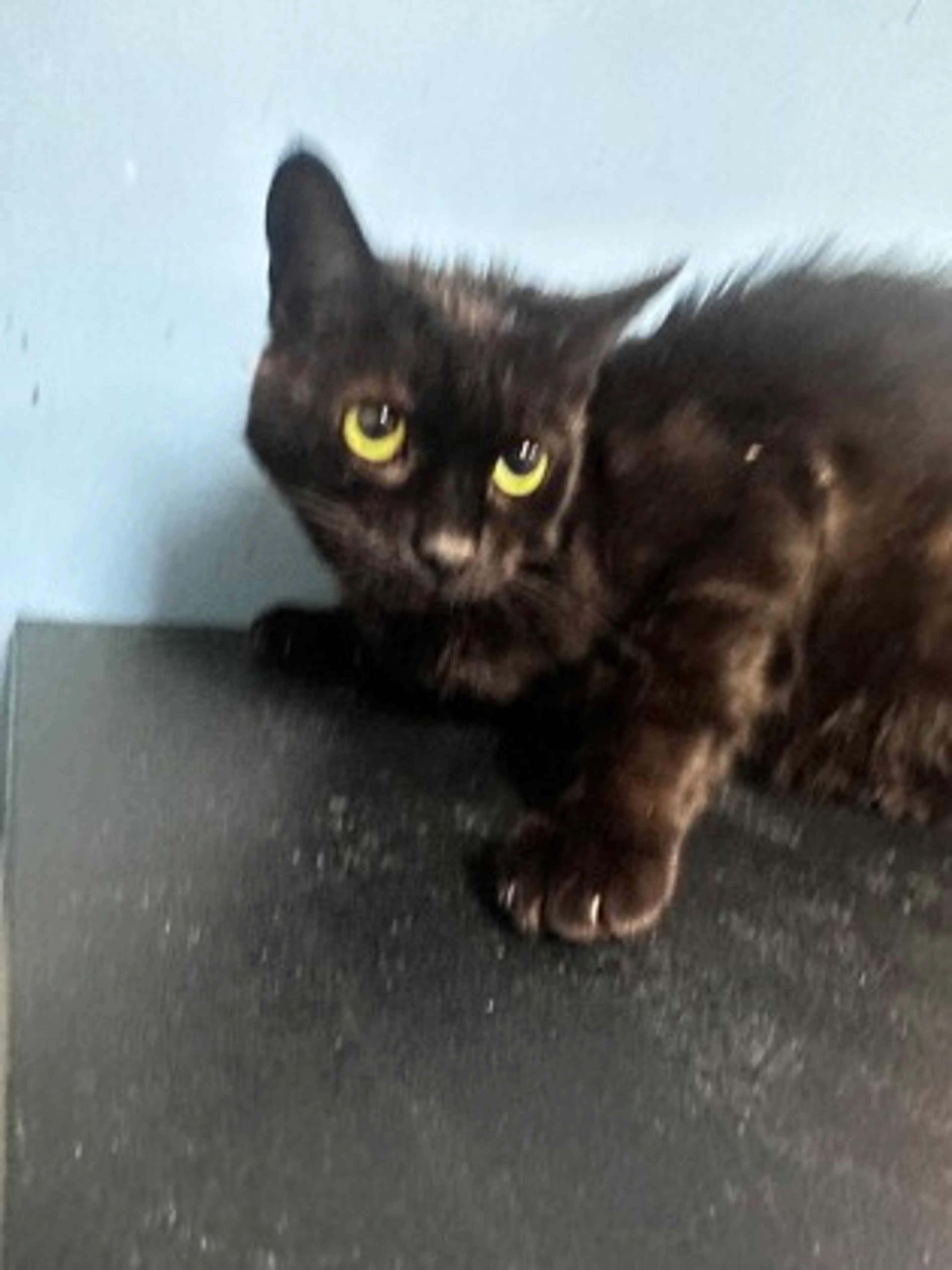 Found pet