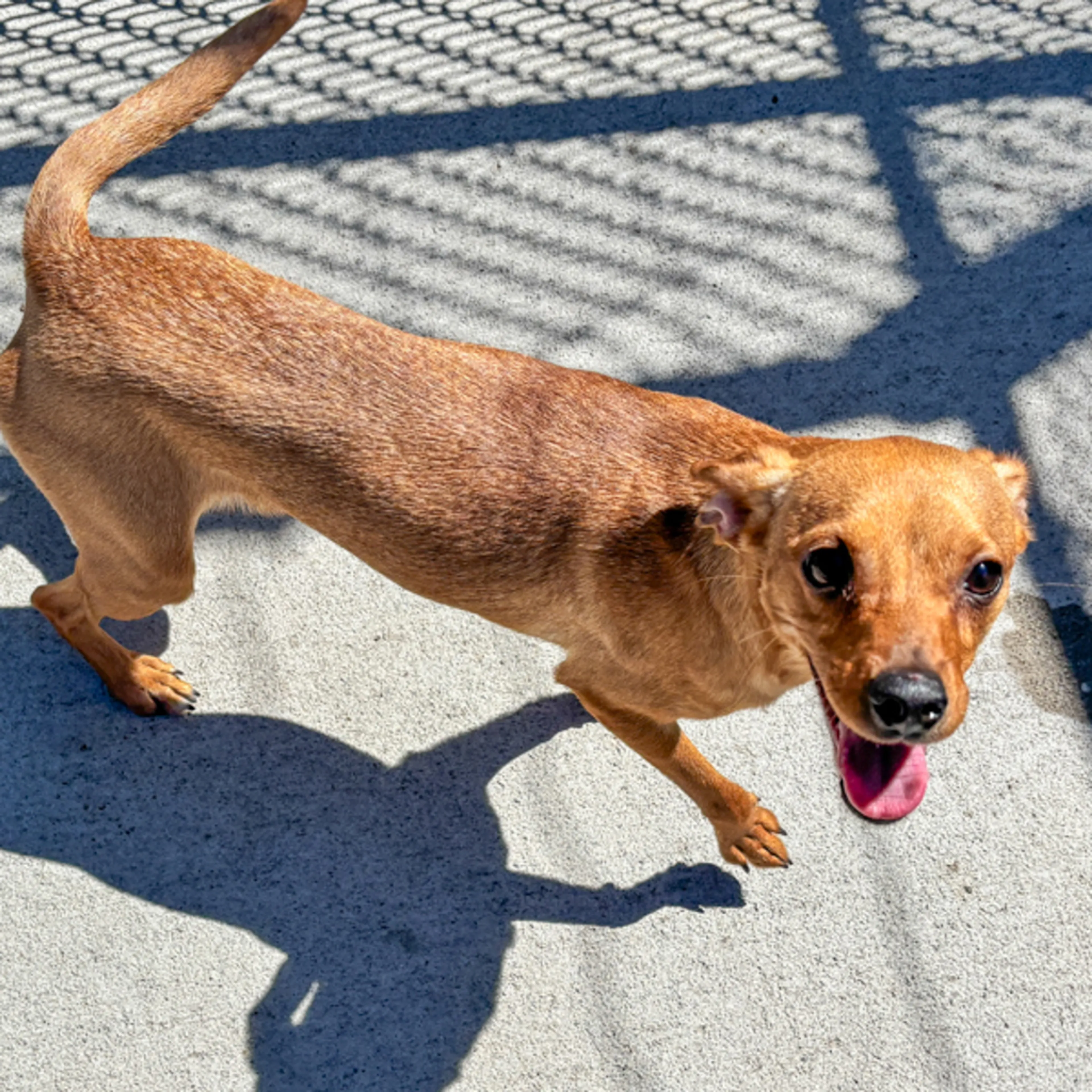 Found pet-1