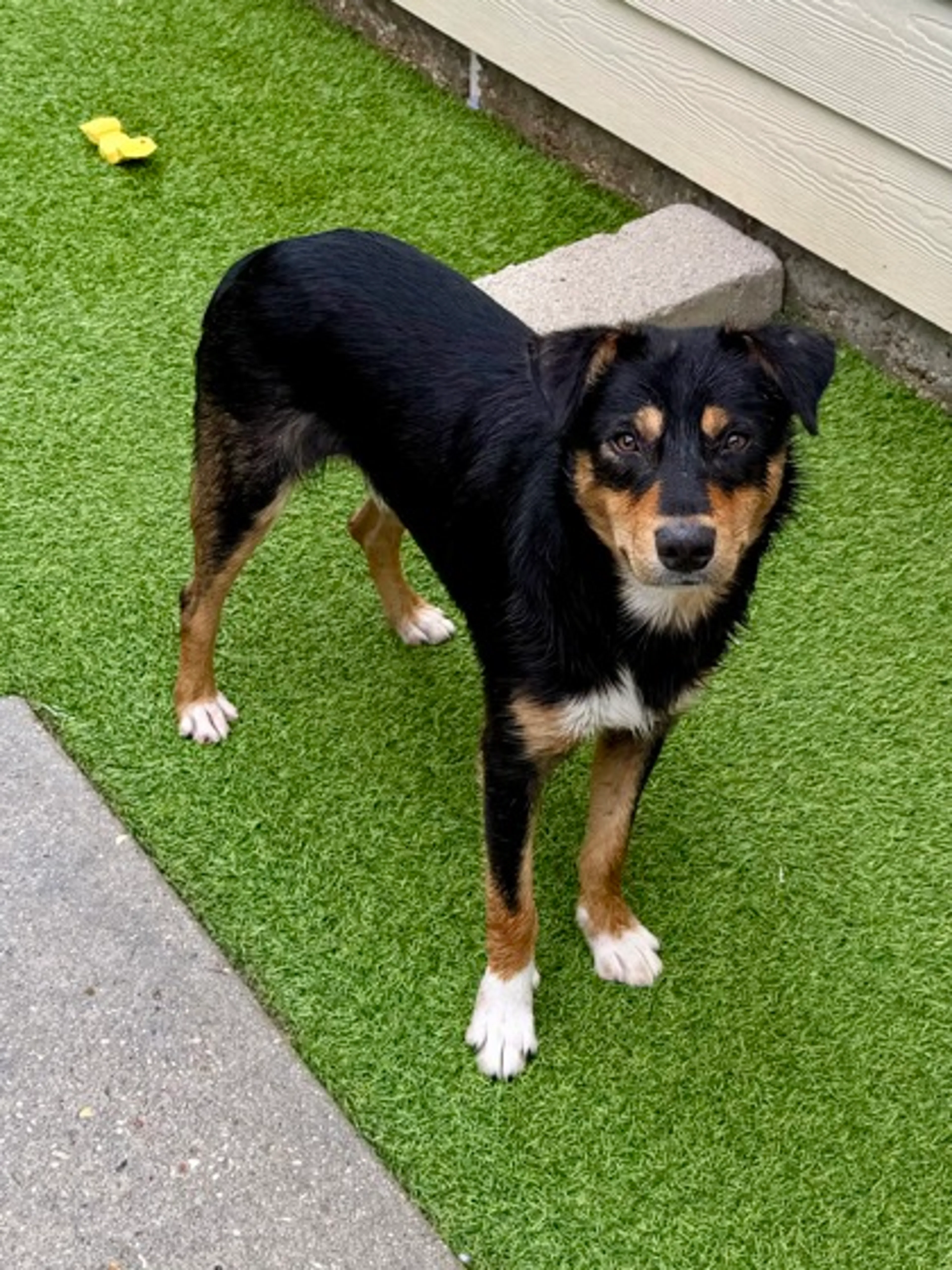 Found pet-2