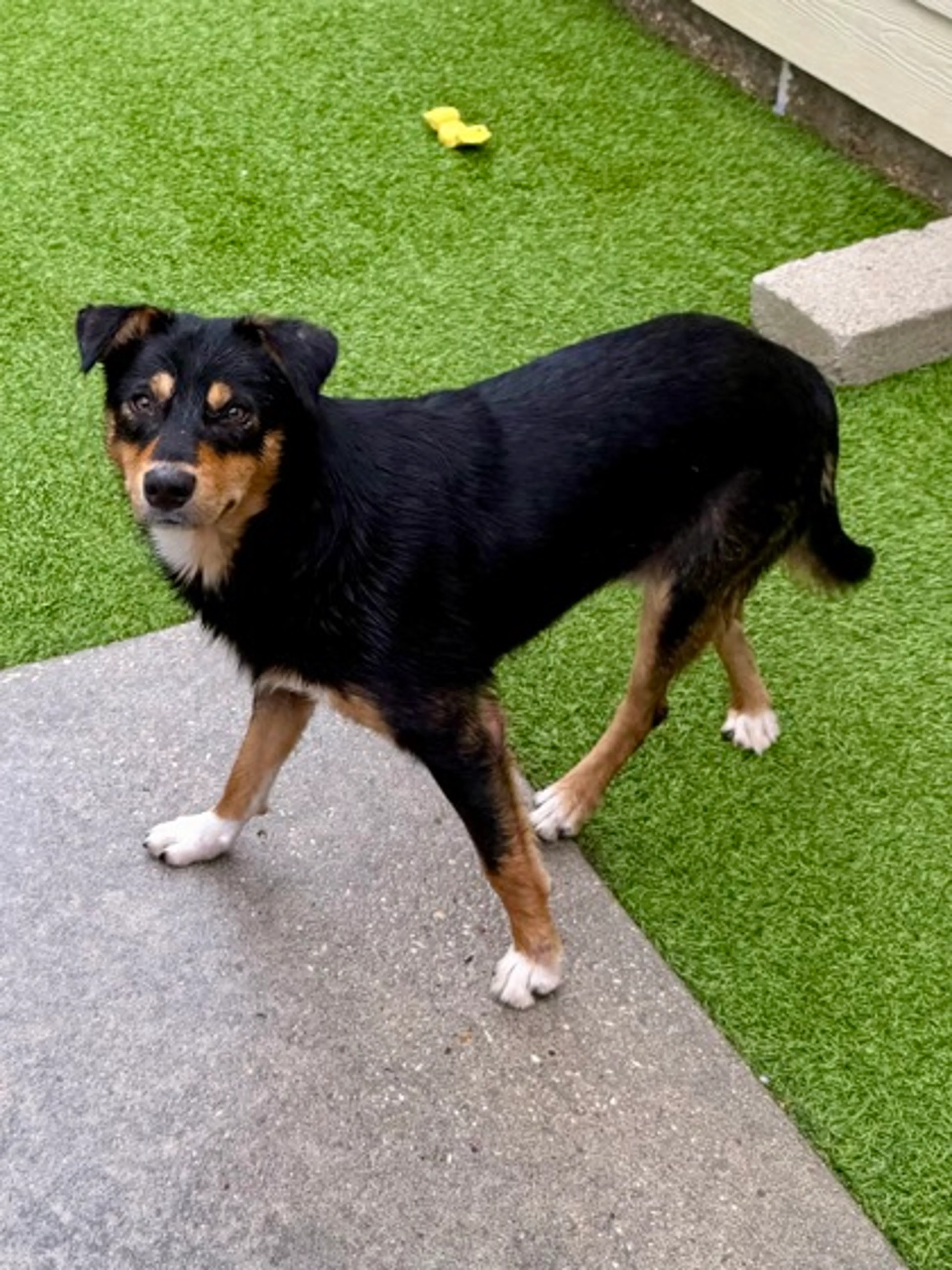 Found pet-1