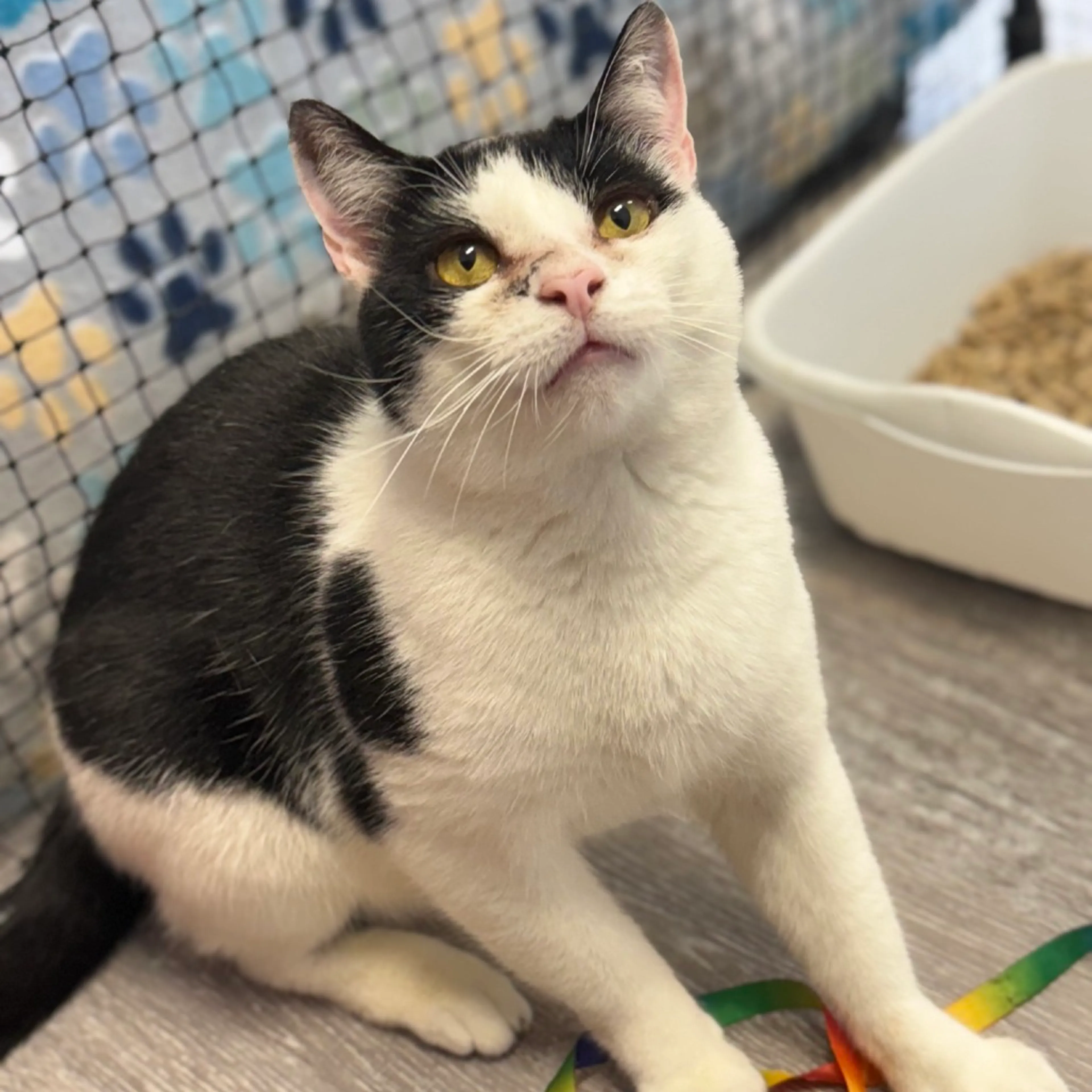 Found pet-8