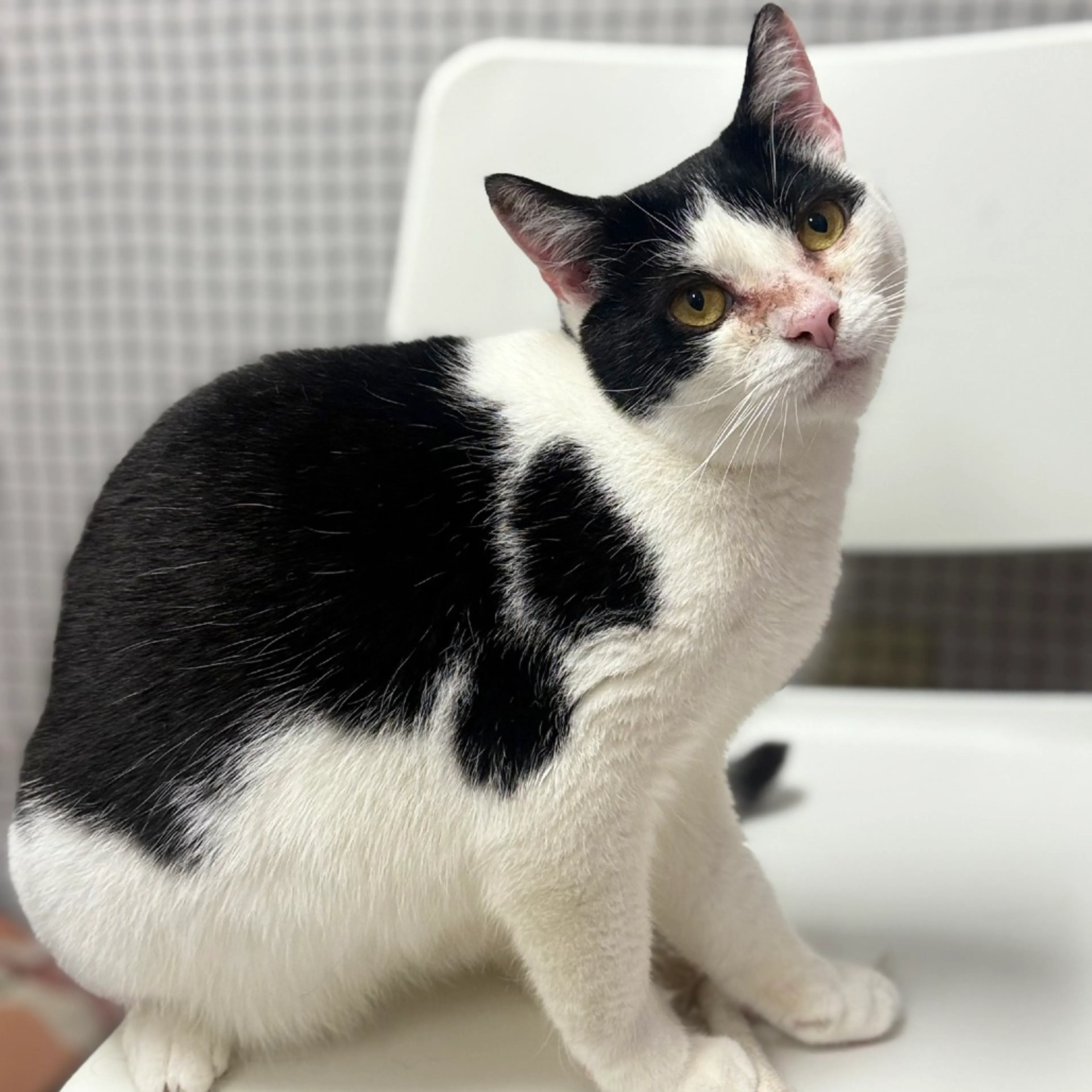 Found pet-1