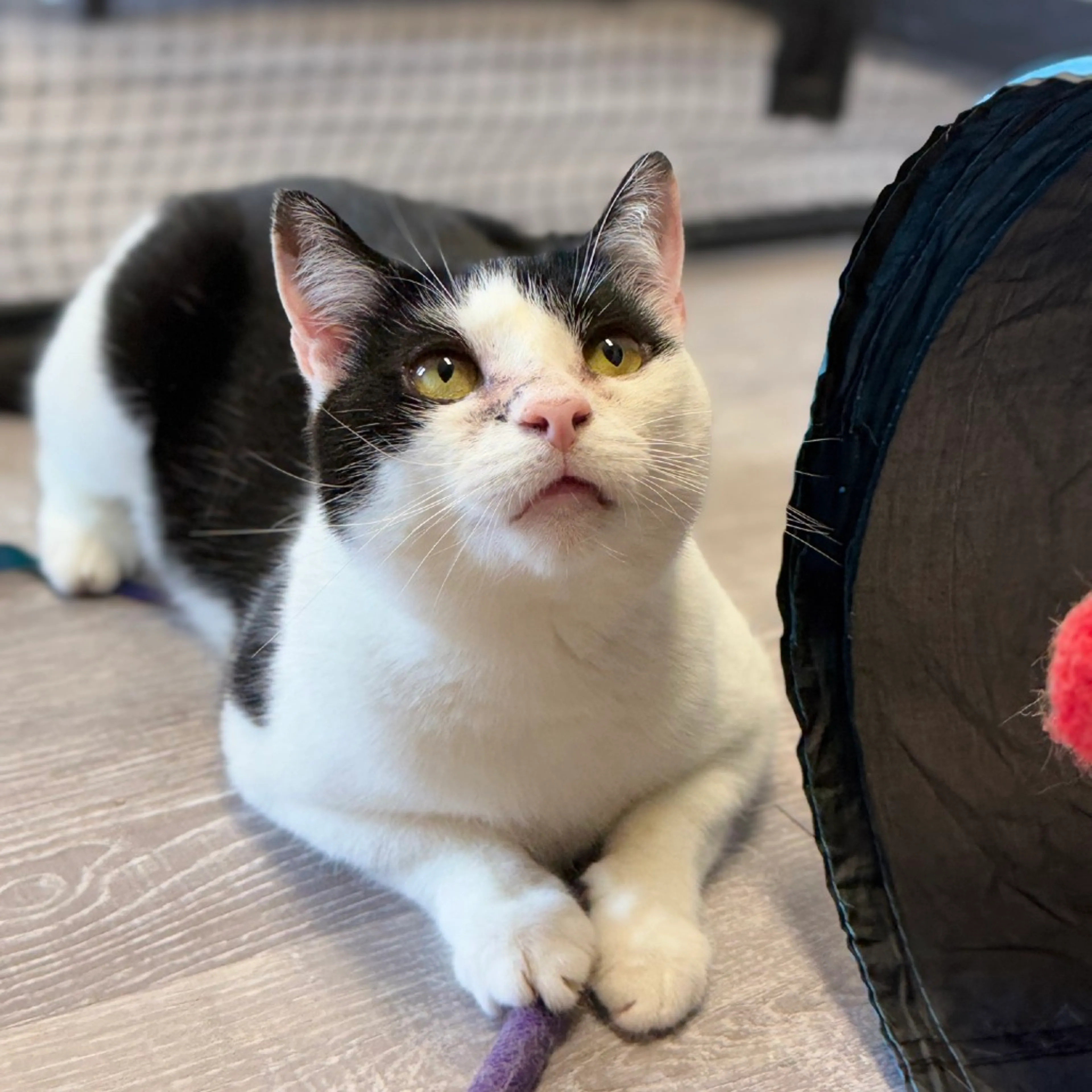 Found pet-7