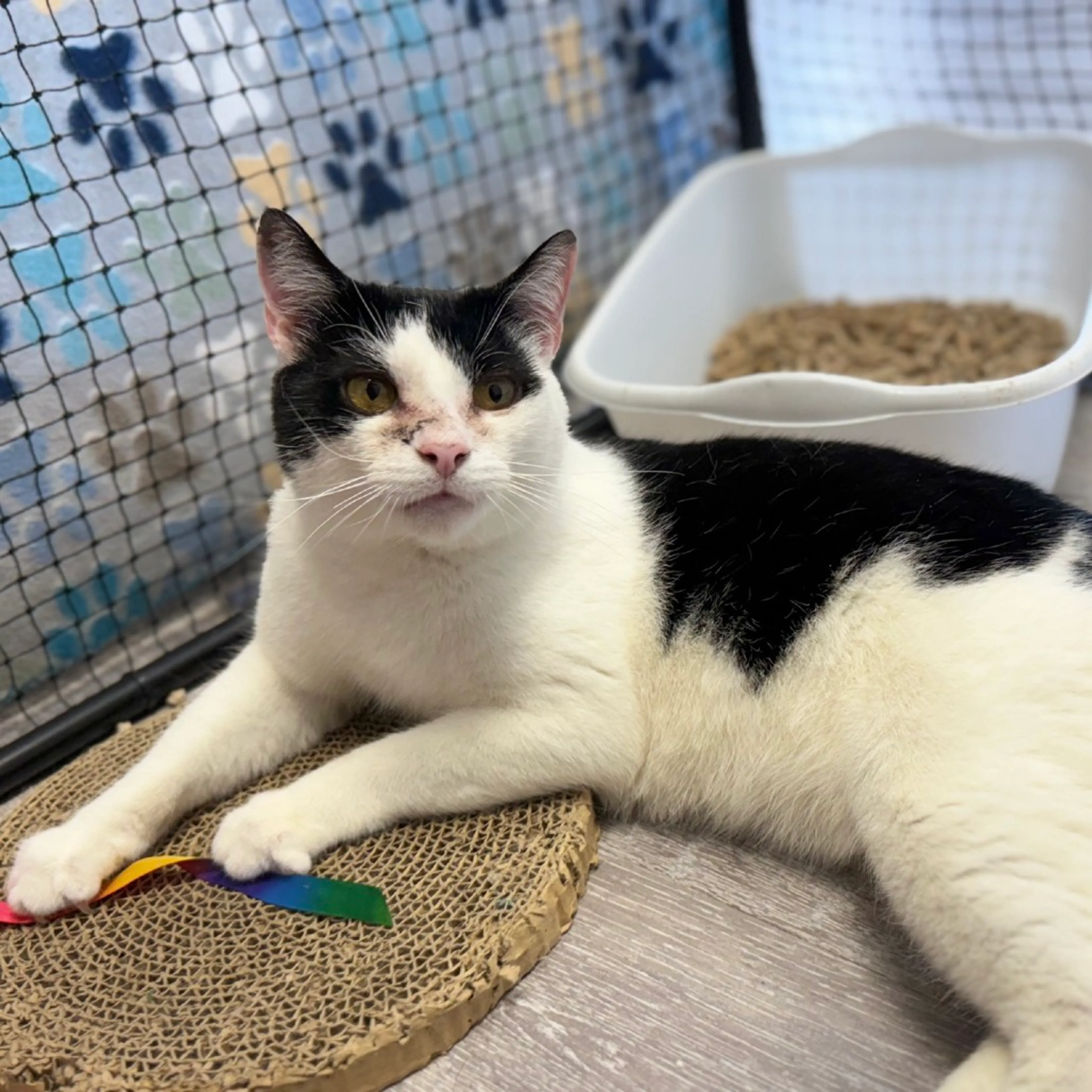 Found pet-11