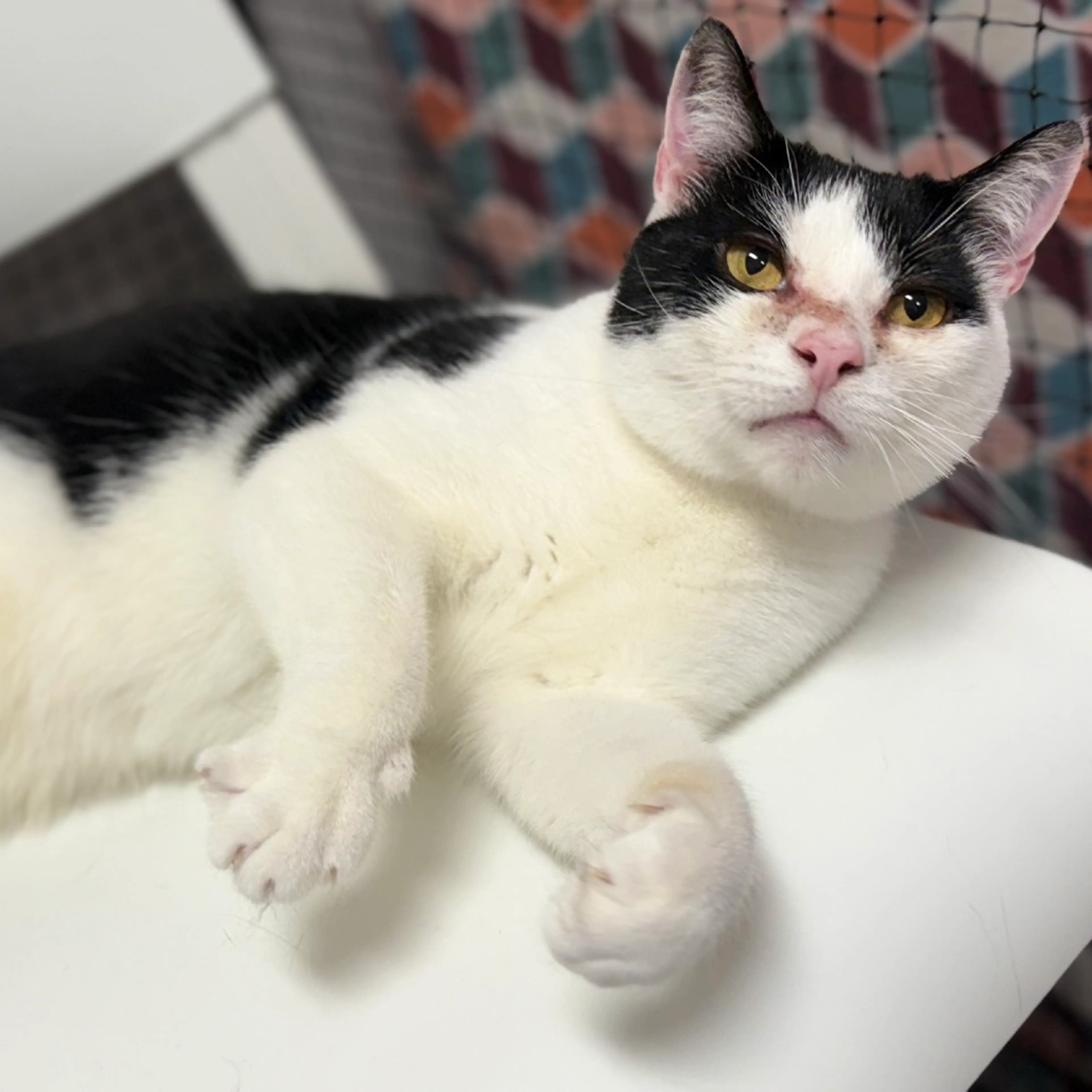 Found pet-4