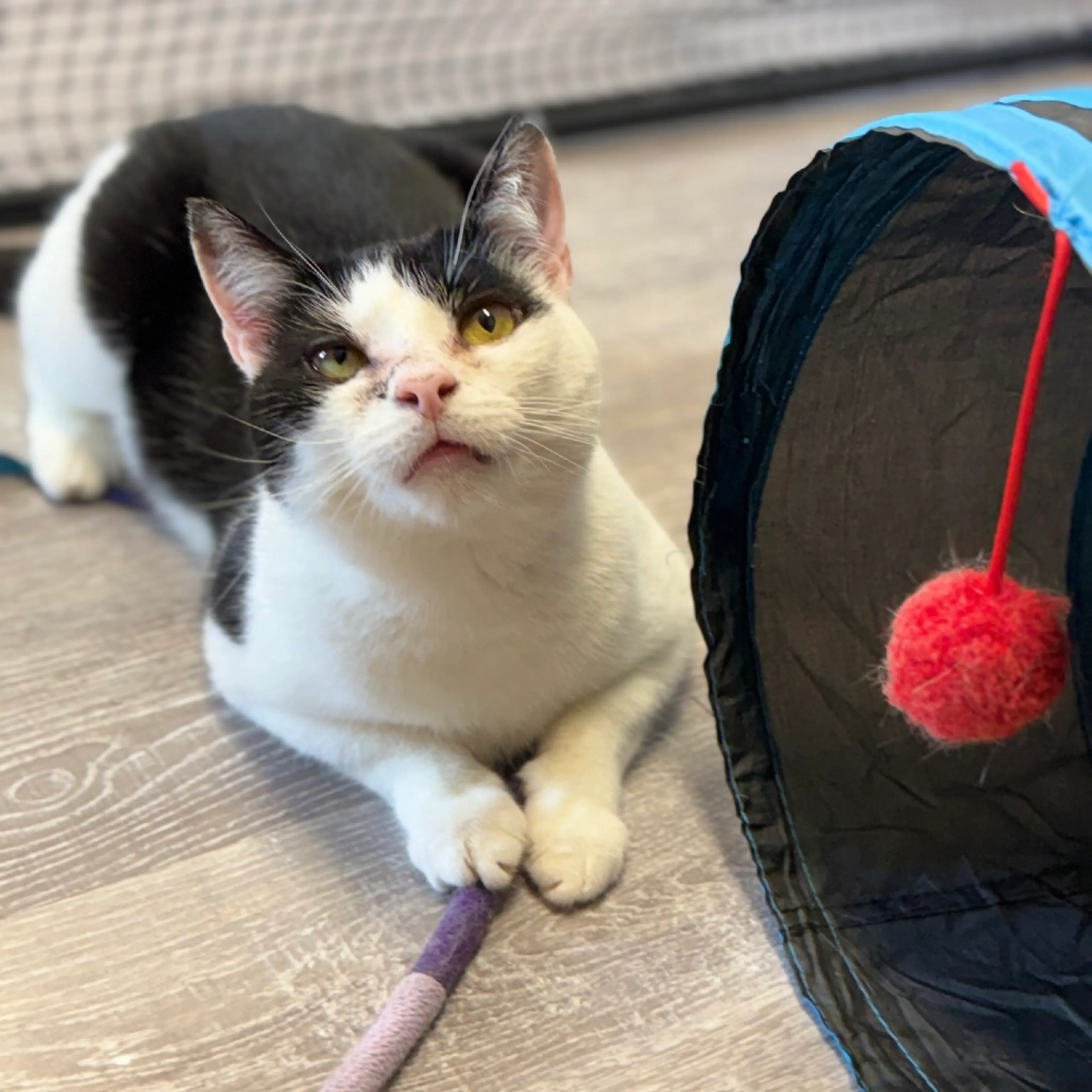 Found pet-9