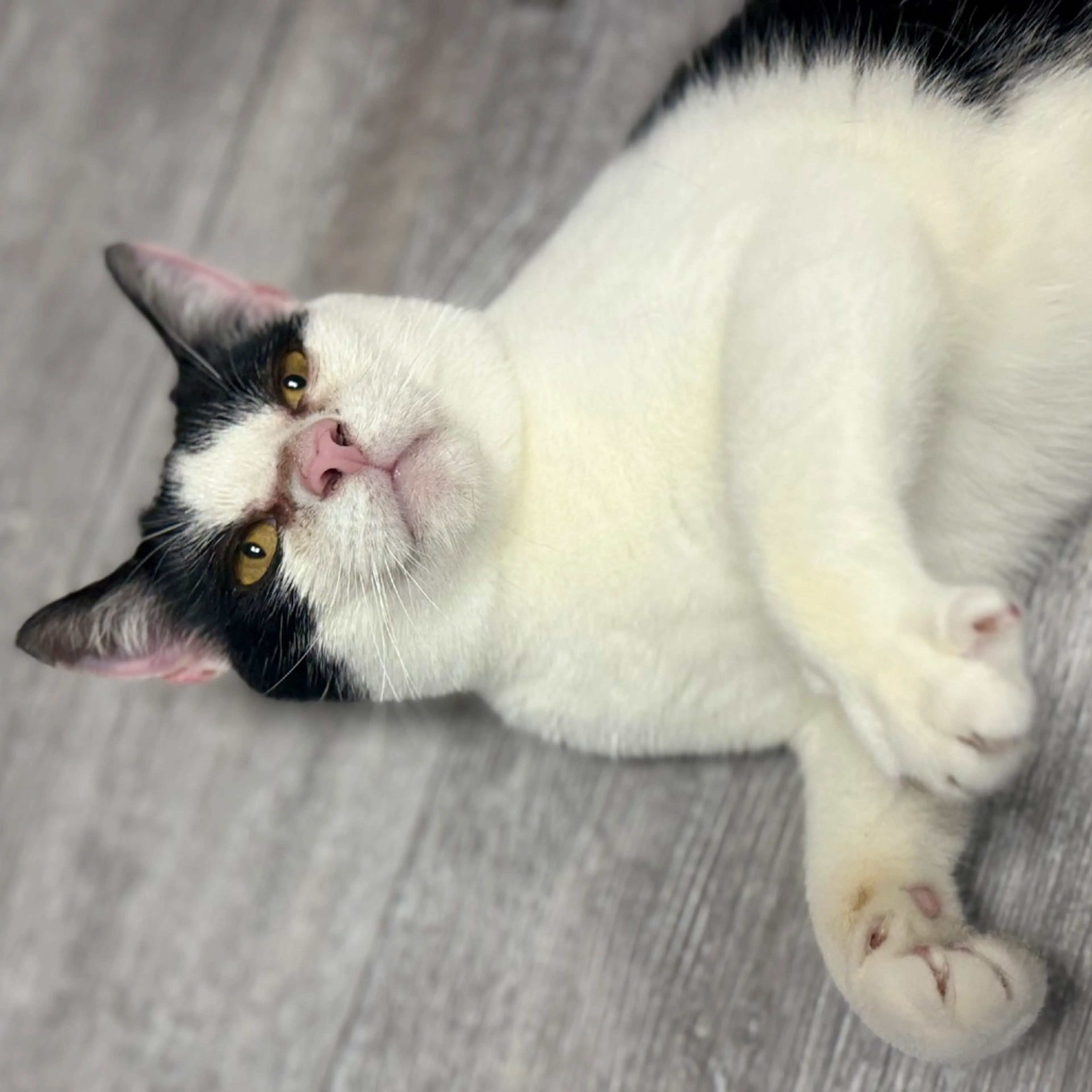 Found pet-3